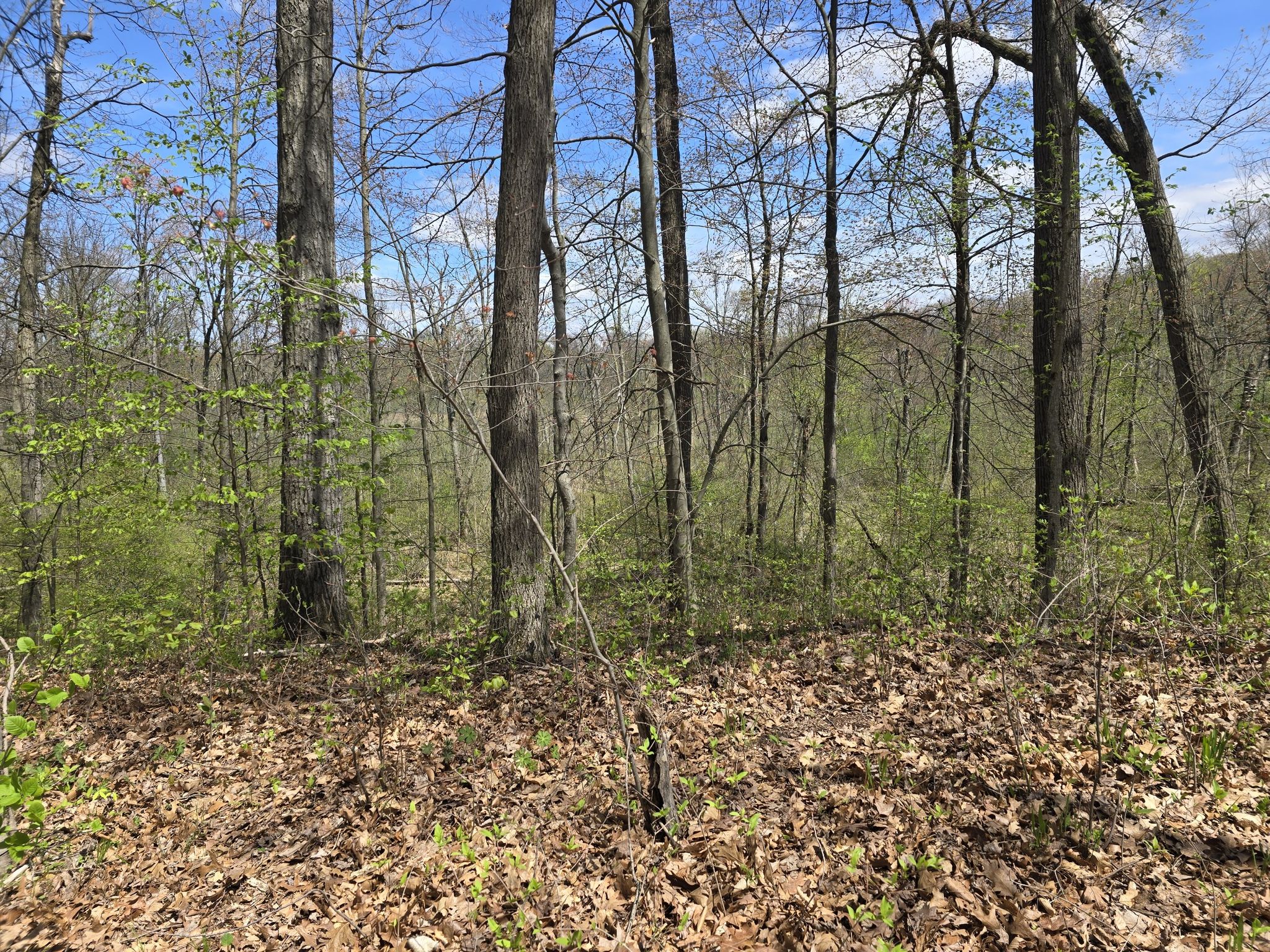 Forest floor covered in brown leaves, with bare trees. - Ott Biological Preserve loop from Brownlee Park