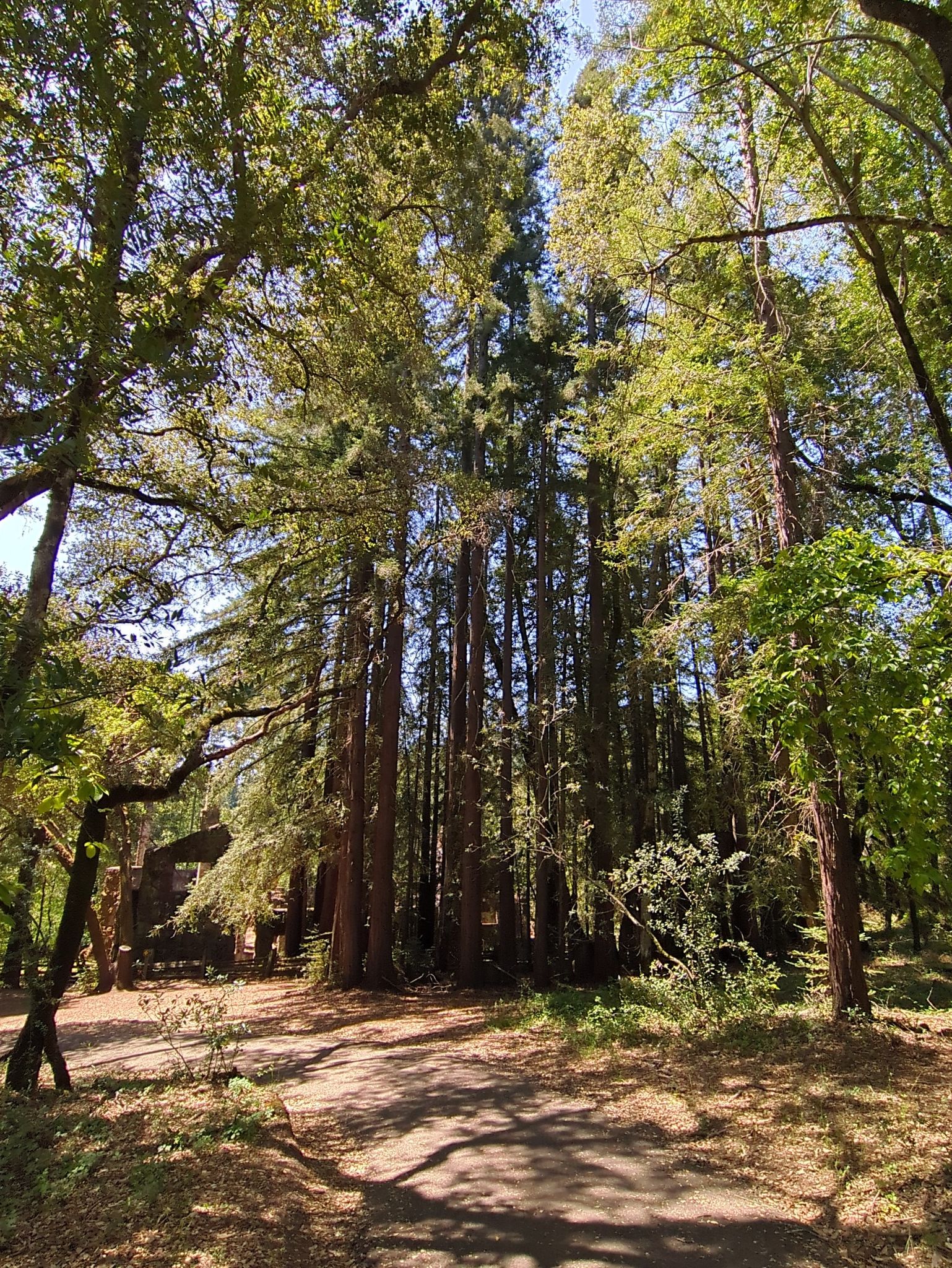 Tall redwood trees stand over a sunlit forest path. - Wolf House Historic Trail