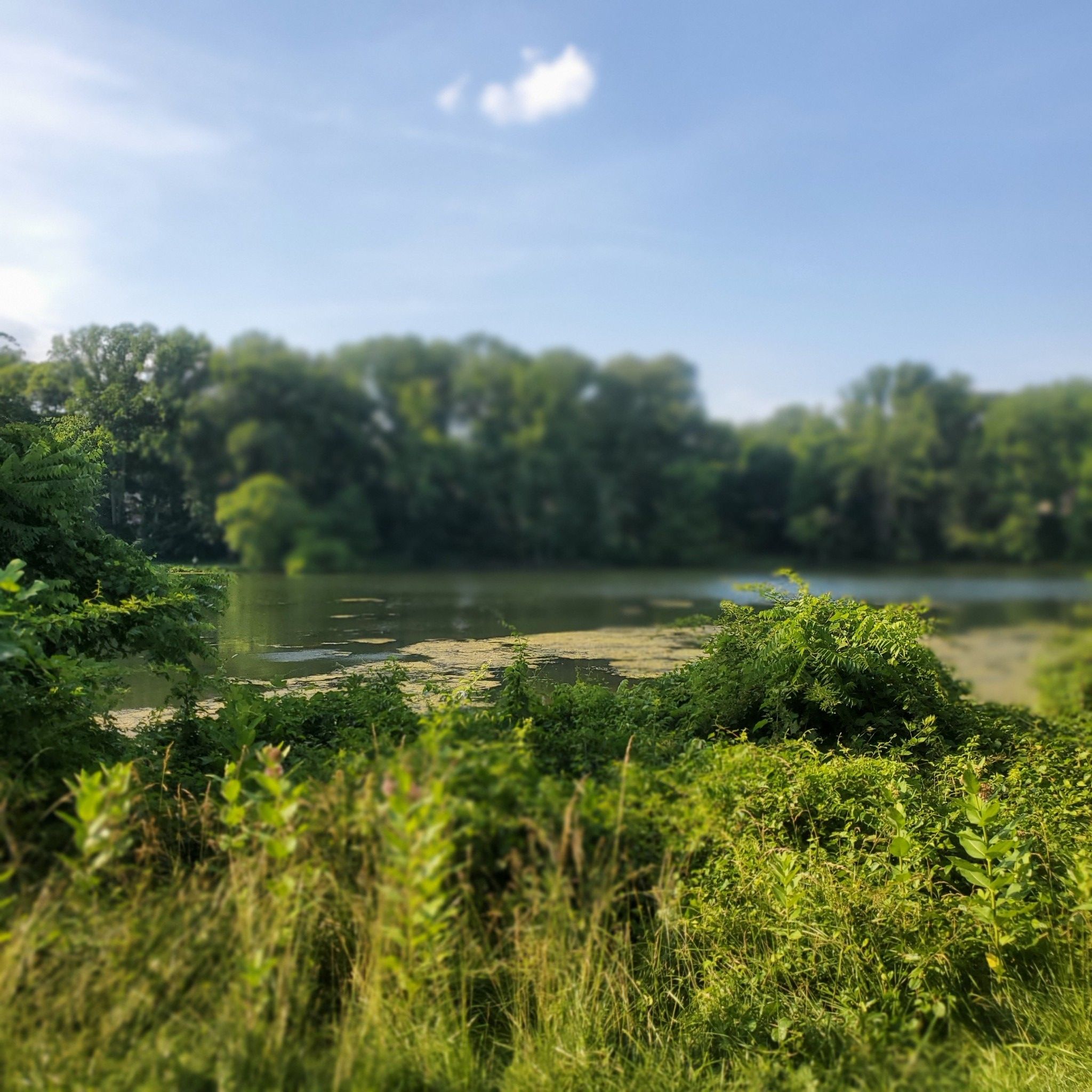 Overgrown green foliage in foreground, calm lake with trees under bright sky. - Lake Elkhorn Loop