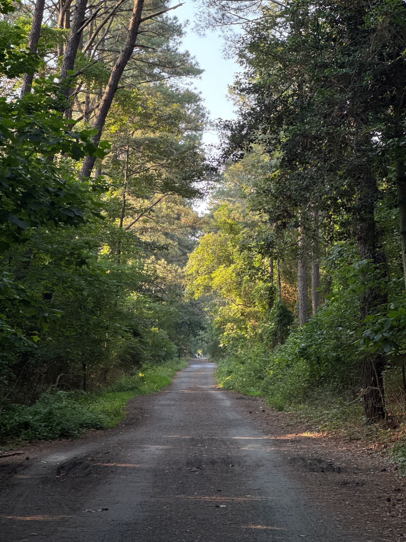 Dirt road through a sunlit forest with tall trees. - Bridge Over Marsh Waterway loop from Lewes