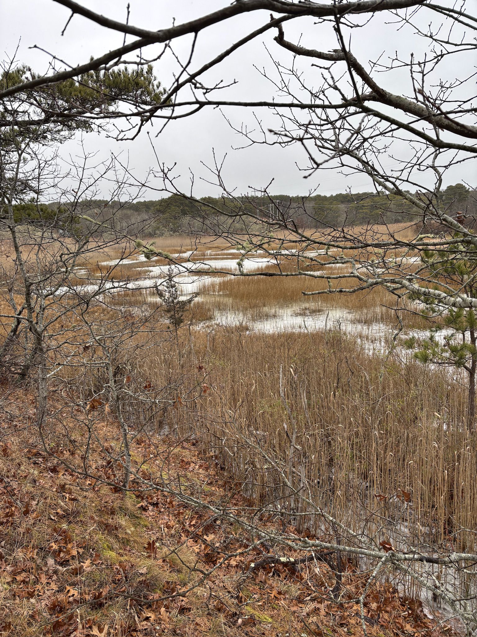 A winter marsh landscape with bare trees, tall brown grasses, and standing water. - Arnold's Lobster & Clam Bar loop from Ralph & Dorthy Clover Conservation Land