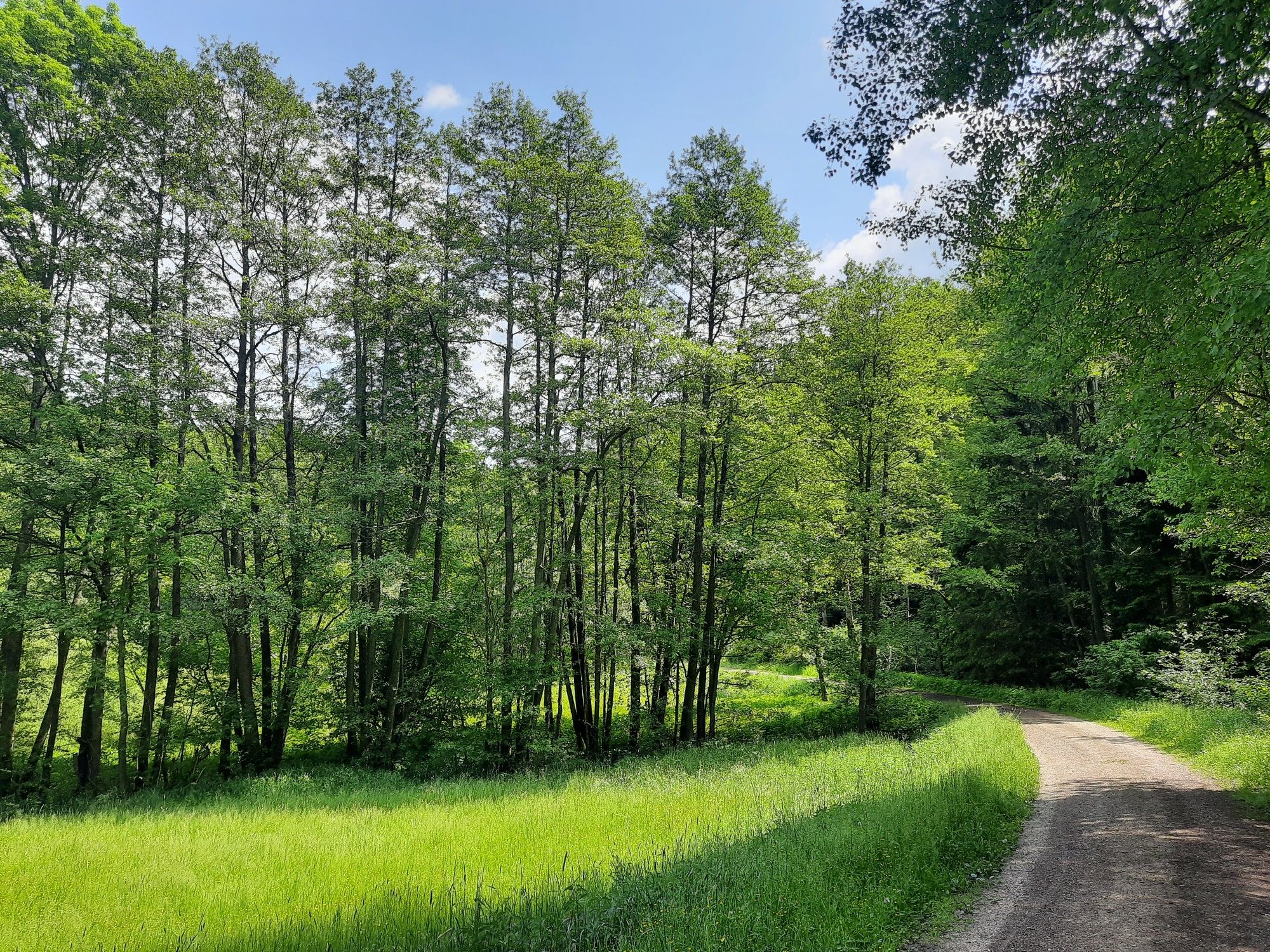 Steigerwald