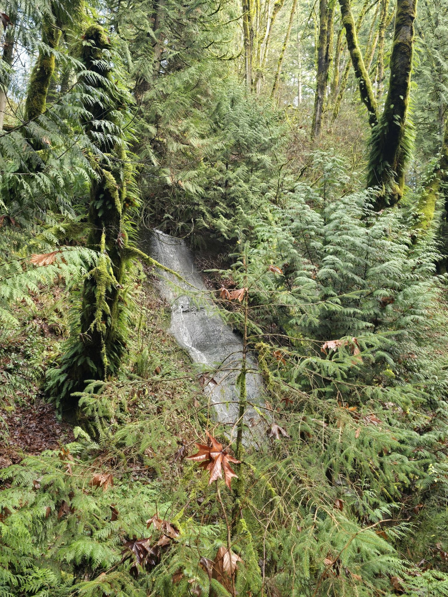 Small cascade hidden among dense evergreen trees and mossy foliage. - Primerose Trail – Small Waterfall loop from Newcastle