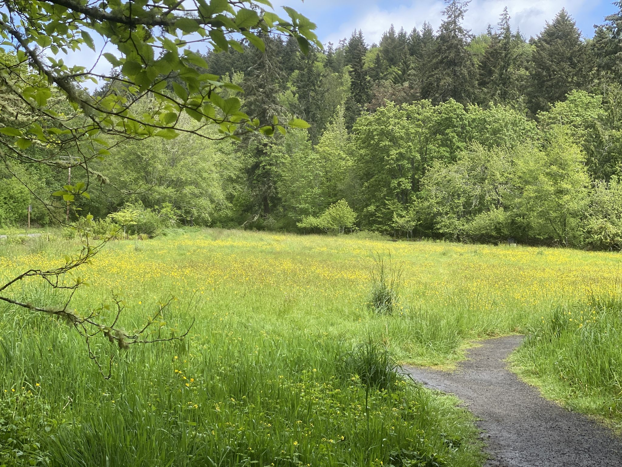 Gravel path leading to a large field of yellow wildflowers and forest. - Battery Vinton – View of Blakely Harbor loop from Fort Ward Park