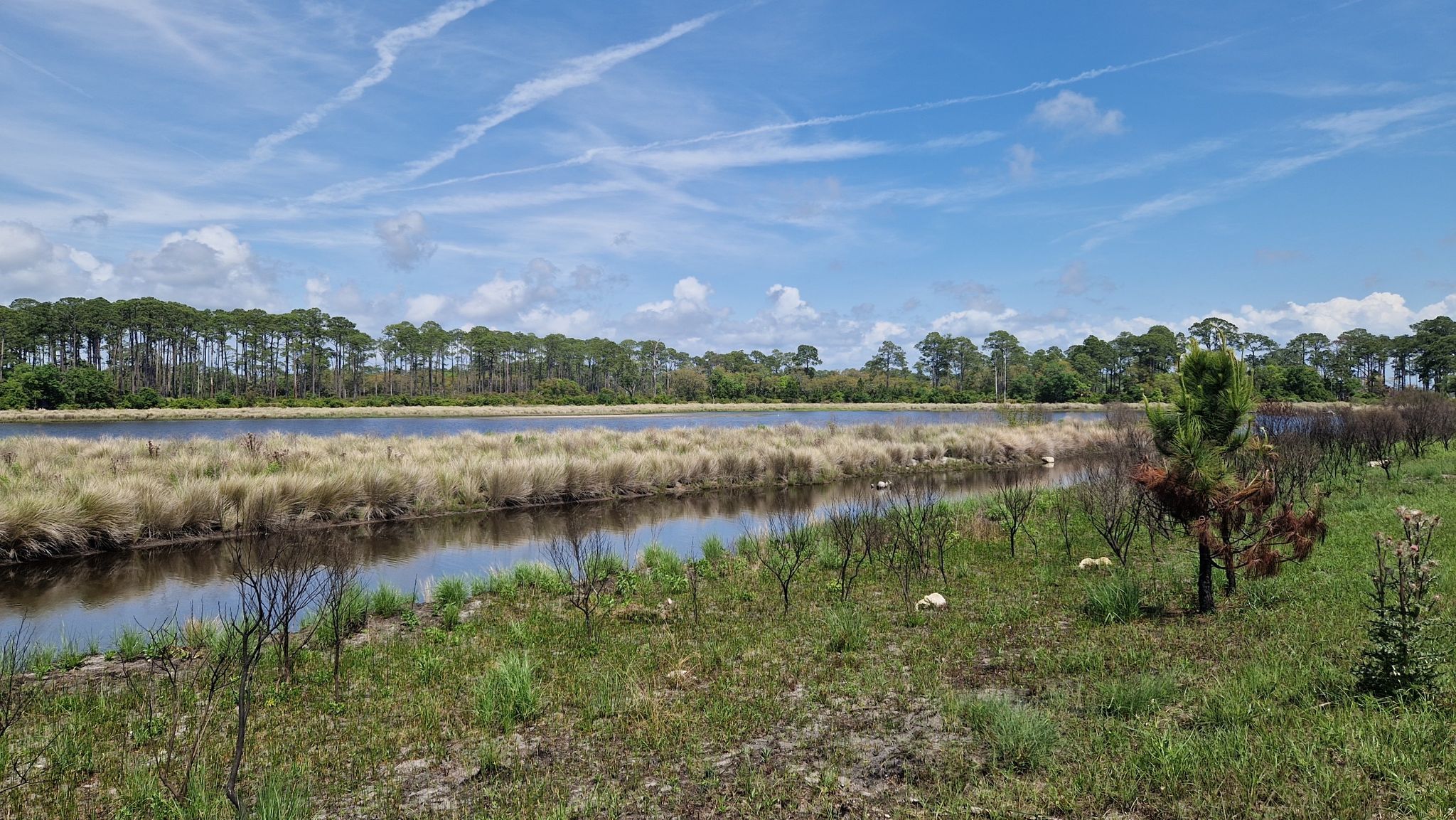 Calm waterway bordered by tall grass and a distant pine forest under blue sky. - Tower Pond Interpretive Trail