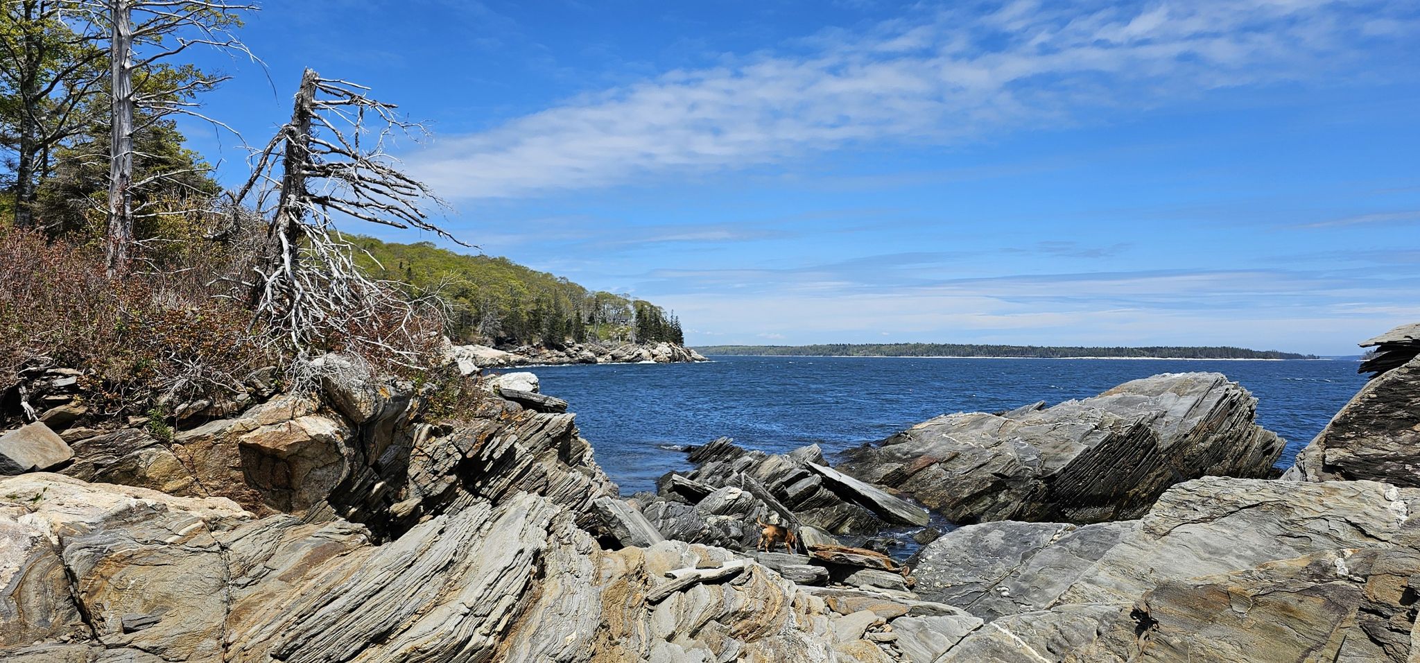 Rocky coastline with blue ocean, green trees, and a dead tree under bright sky. - La Verna Preserve Loop Trail