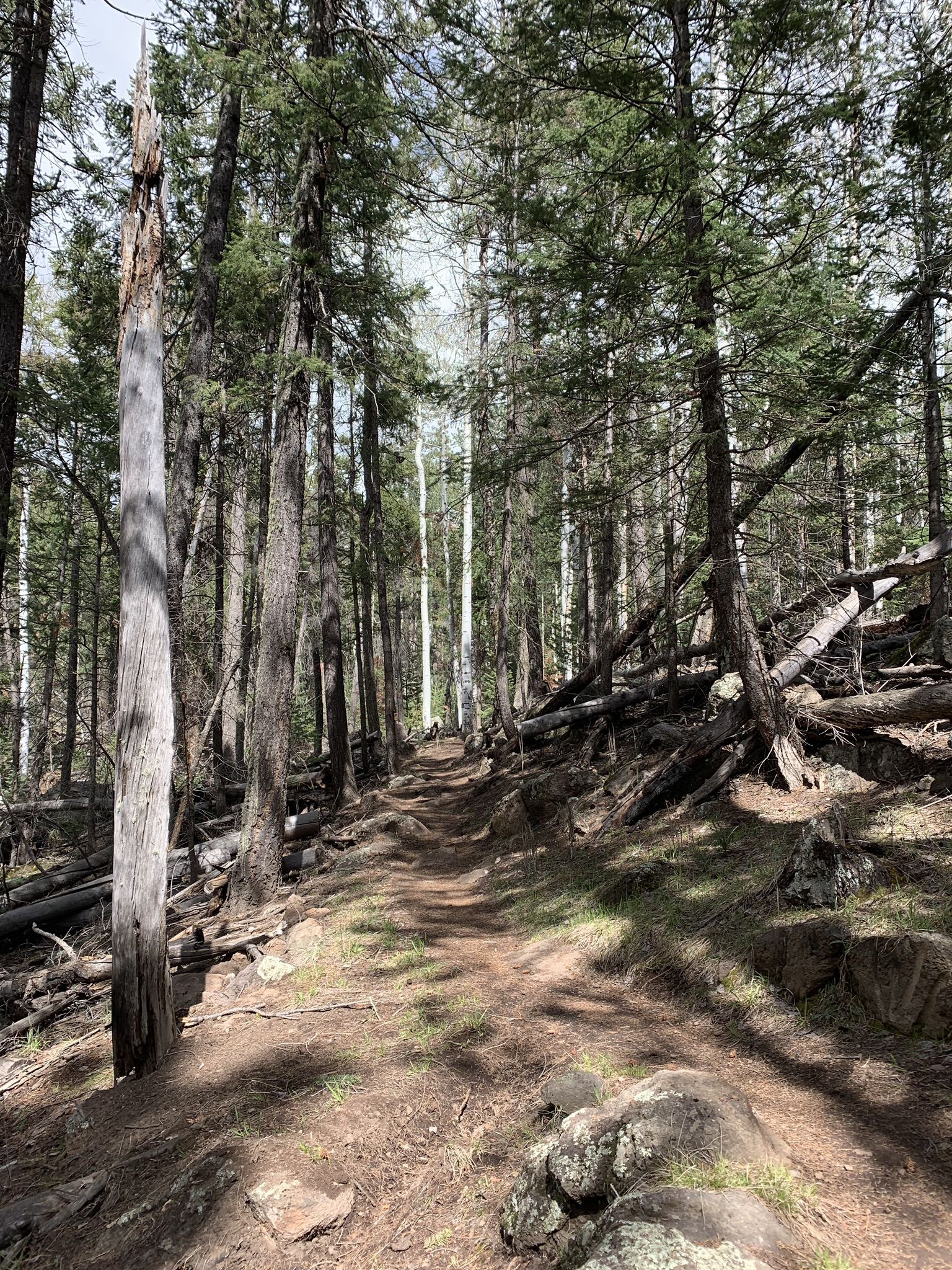 A sunlit dirt path winds through a dense forest with tall trees and fallen logs. - Arizona Trail-San Francisco Peaks