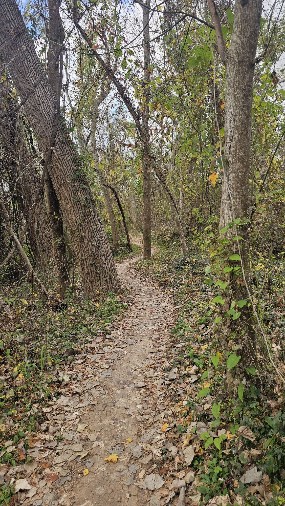 Narrow dirt path winding through a wooded area with fallen leaves. - Sugar Land Park trails loop from Thompson's Chapel Cemetery