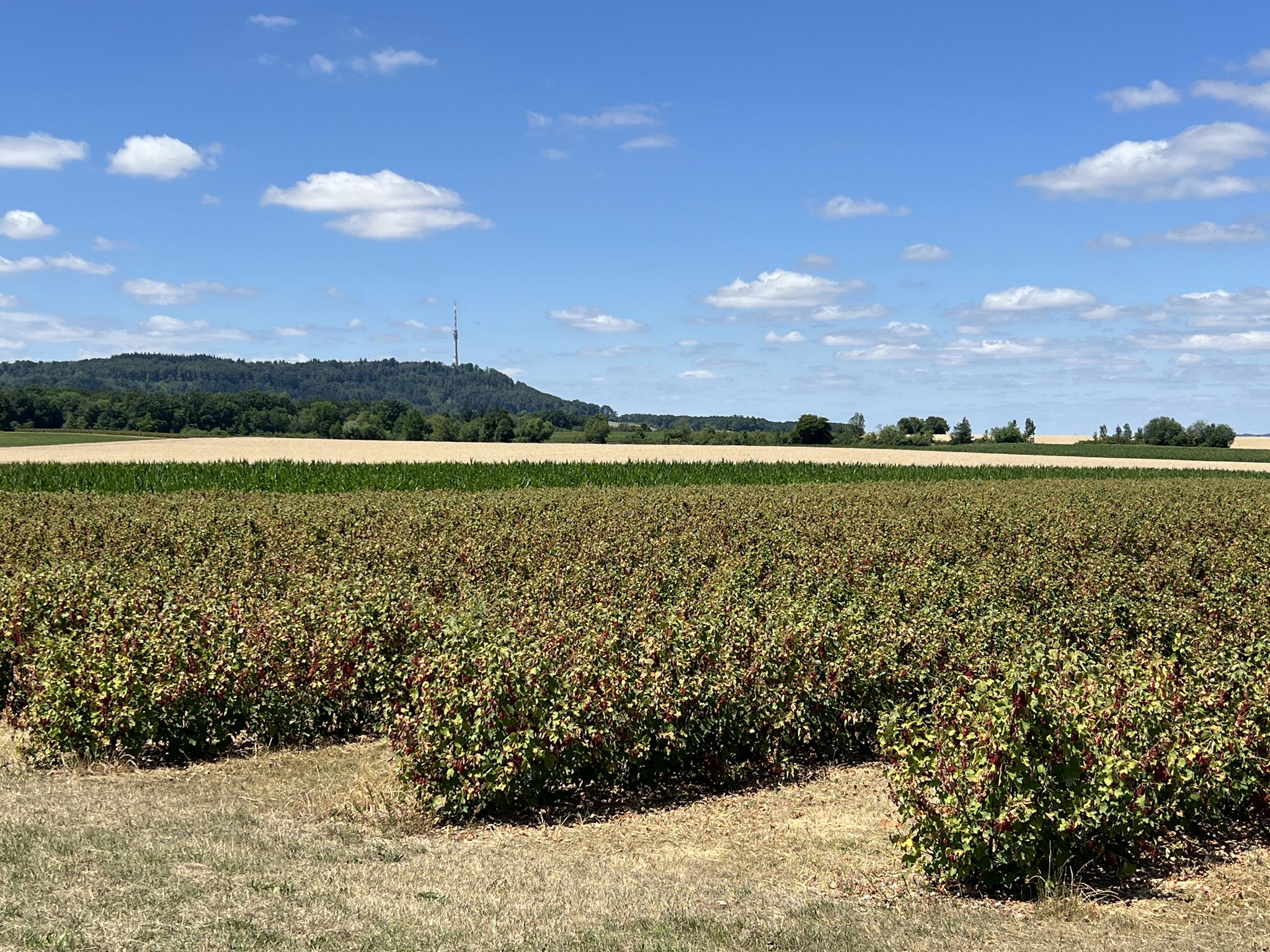 Rote Johannisbeerenfelder im "Beerenland Bullinger" südlich Kupfer.