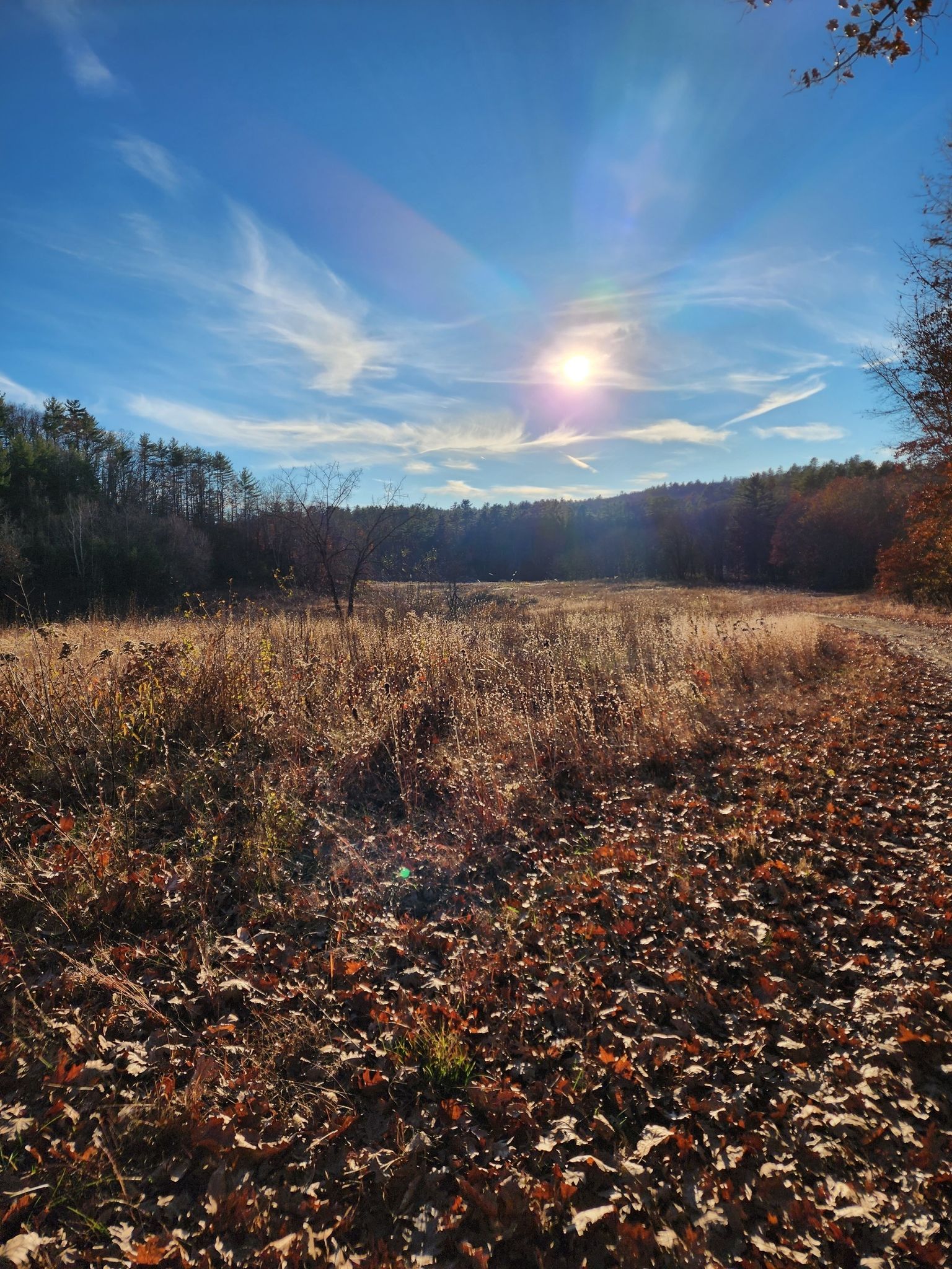 Yellow Field