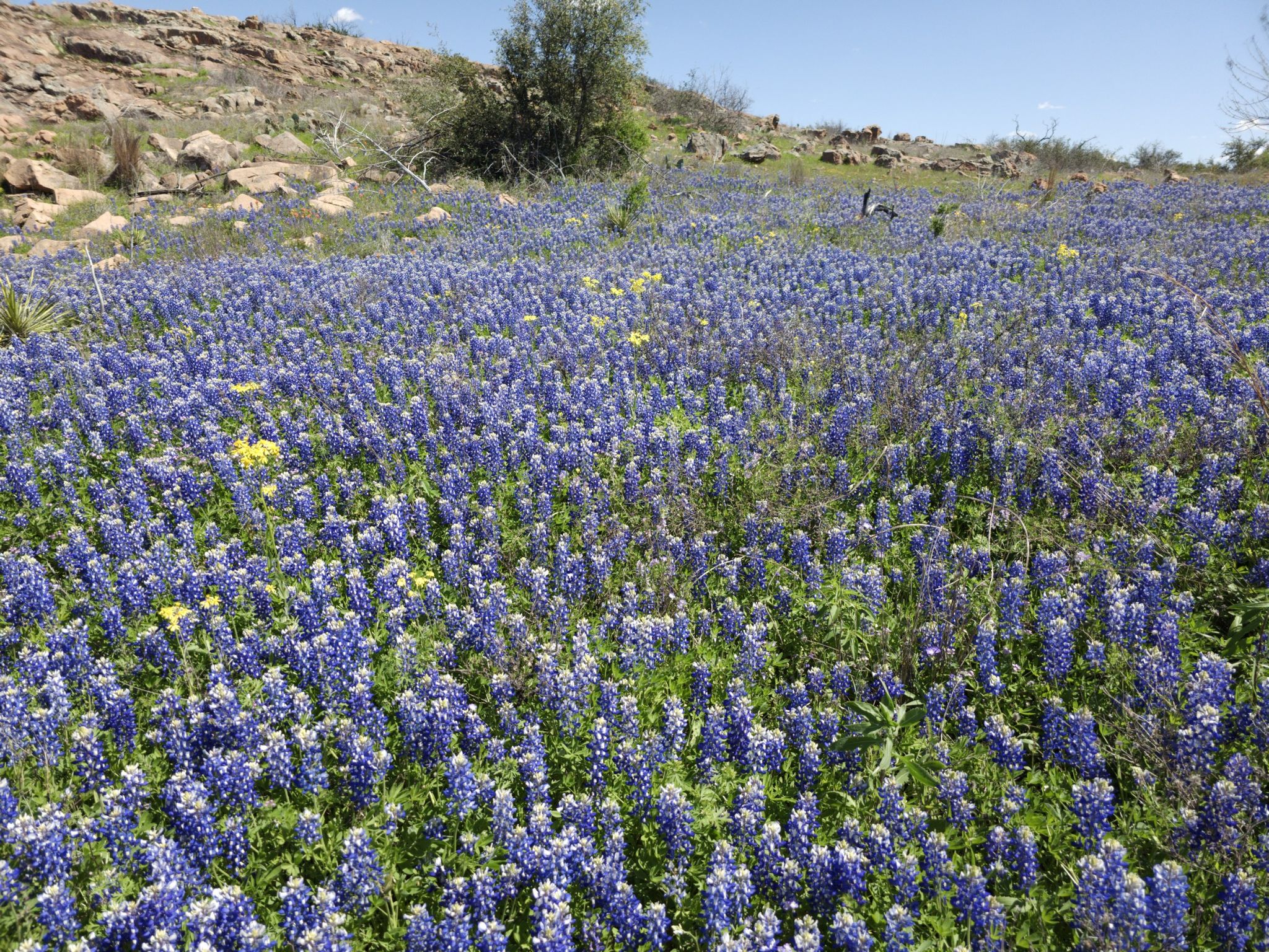 A vibrant hillside covered in a dense field of purple wildflowers under a bright sky. - 1000ft overlook of Inks Lake loop from Inks Lake State Park