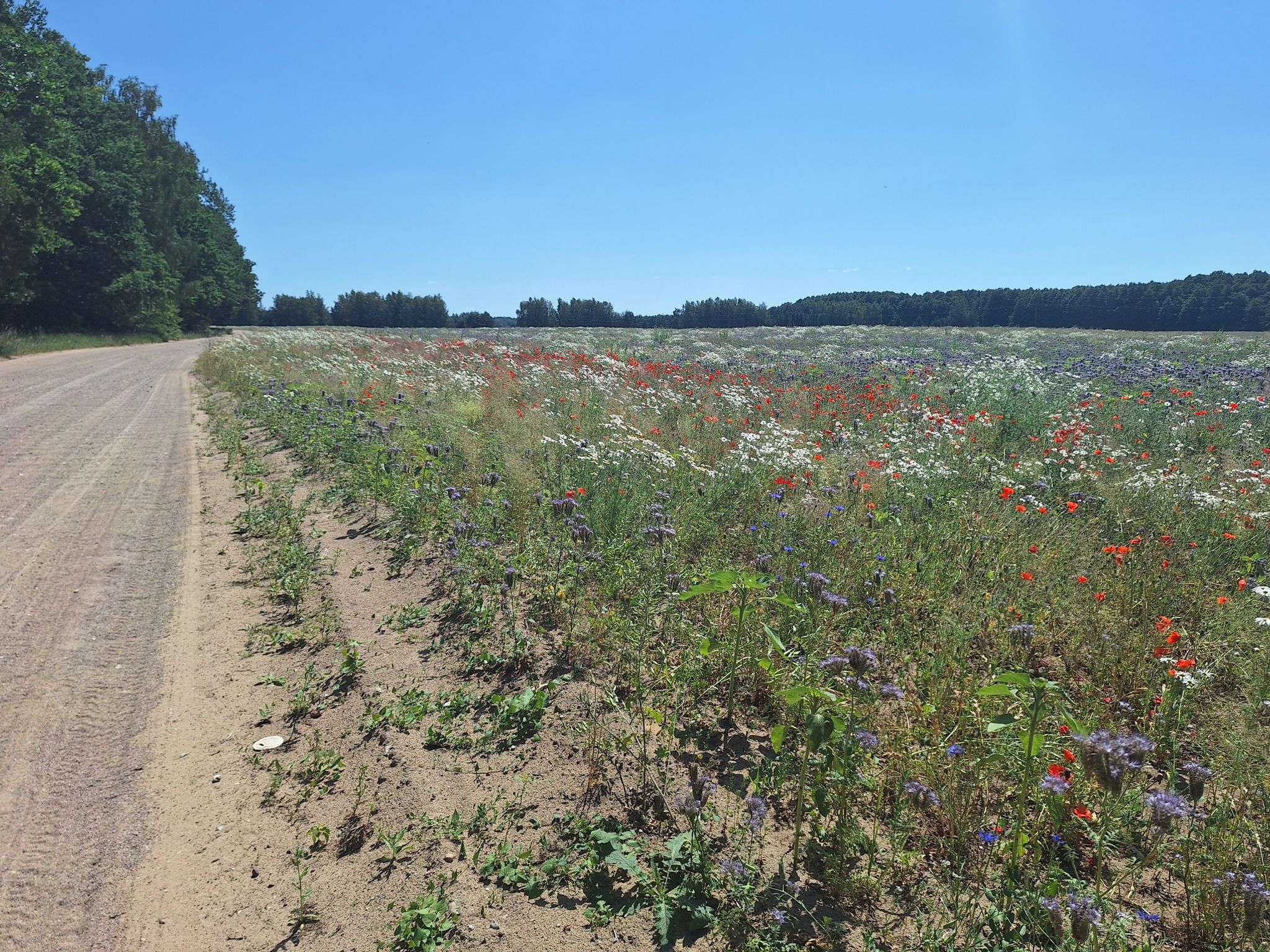 Blumenwiese