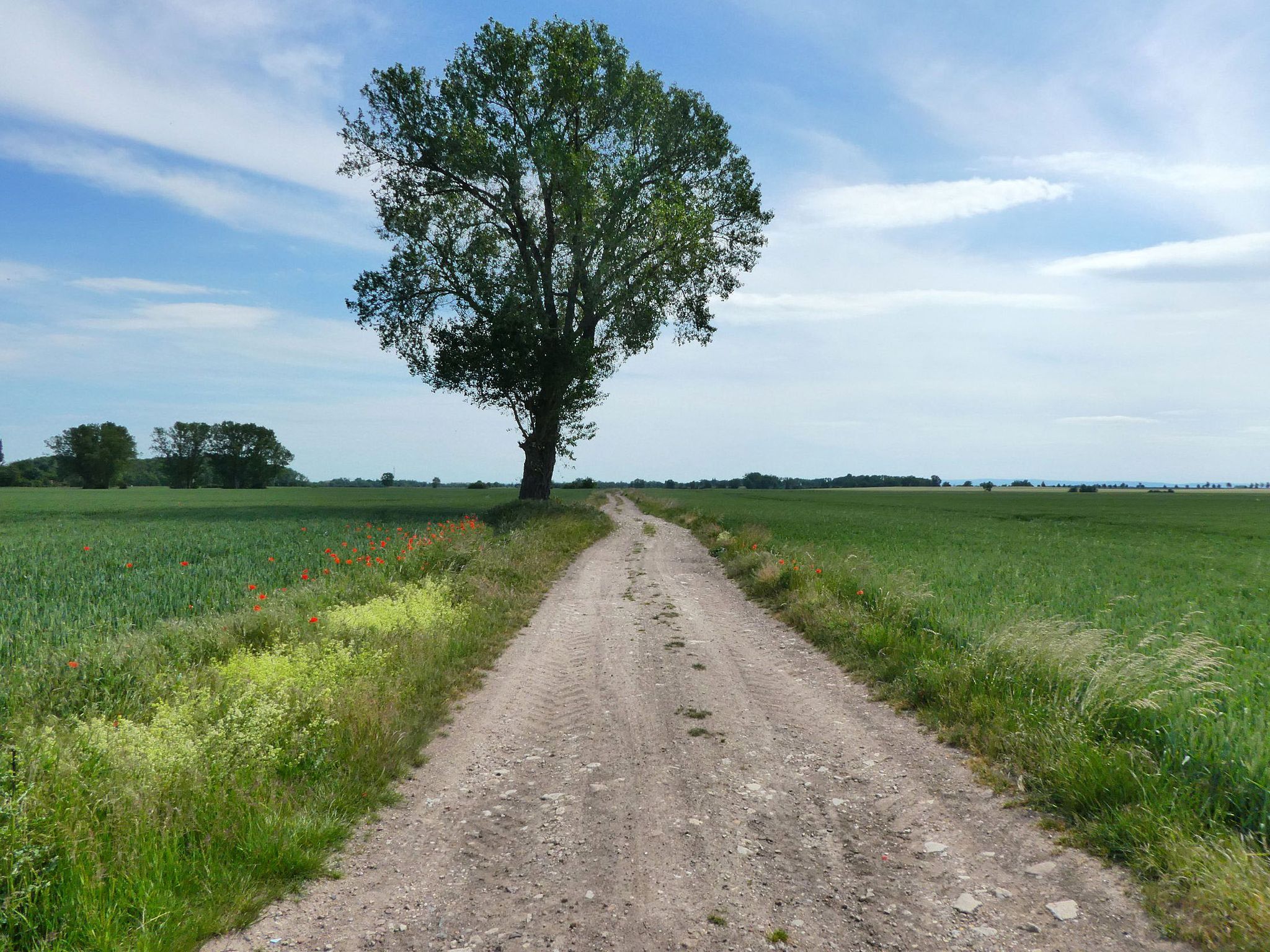 Wüste Piste nach Nienhagen