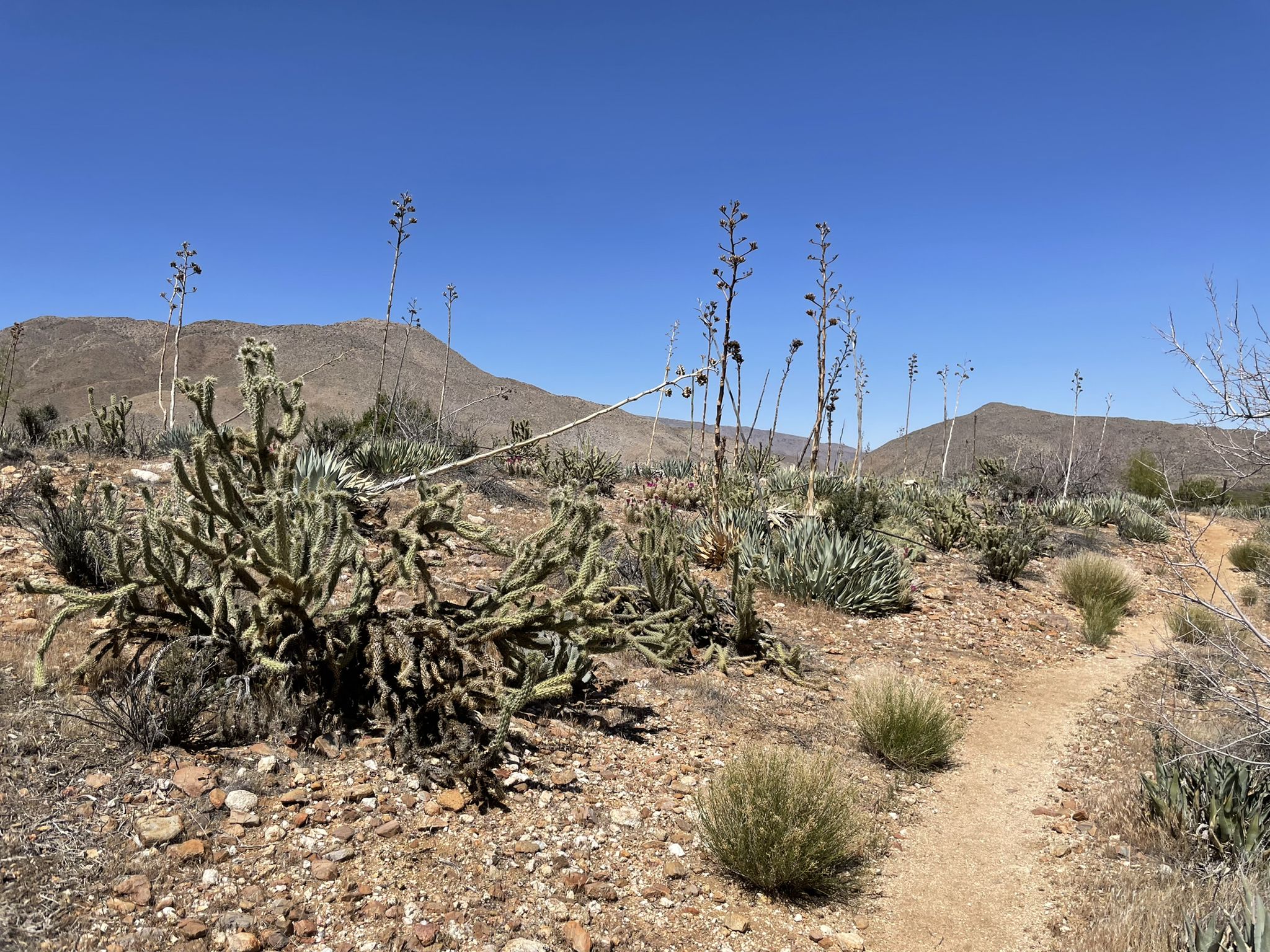 Desert trail with cholla cactus and tall agave stalks under clear sky. - Pacific Crest Trail: California Section A