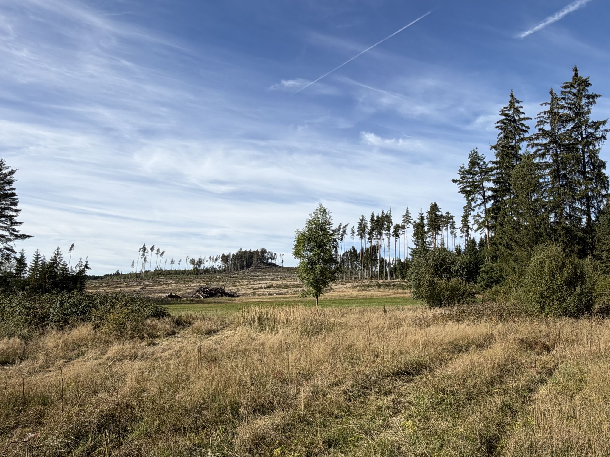 Steppe.