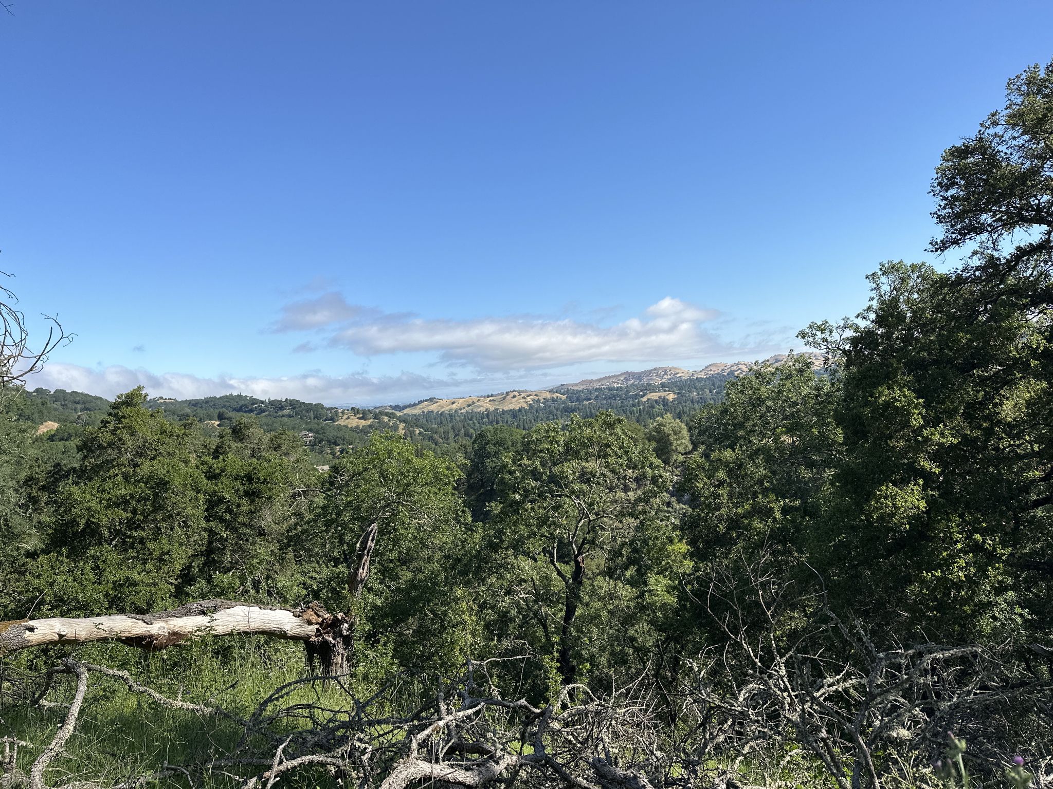 Expansive view of green hills and distant mountains under a clear blue sky. - Madrone Trail and Dewies Birthday Loop