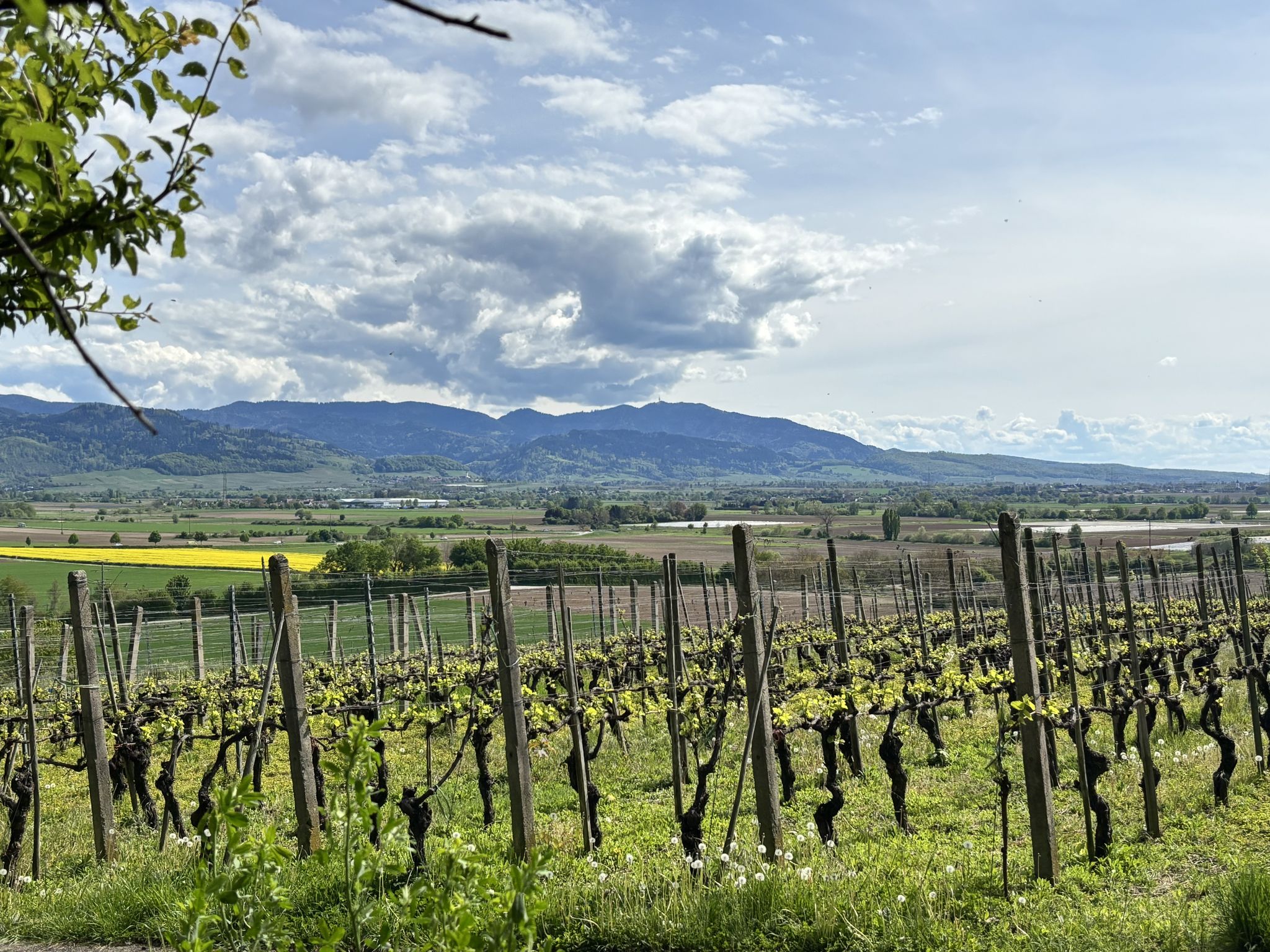 Blick vom Krozinger Berg auf den Hochblauen