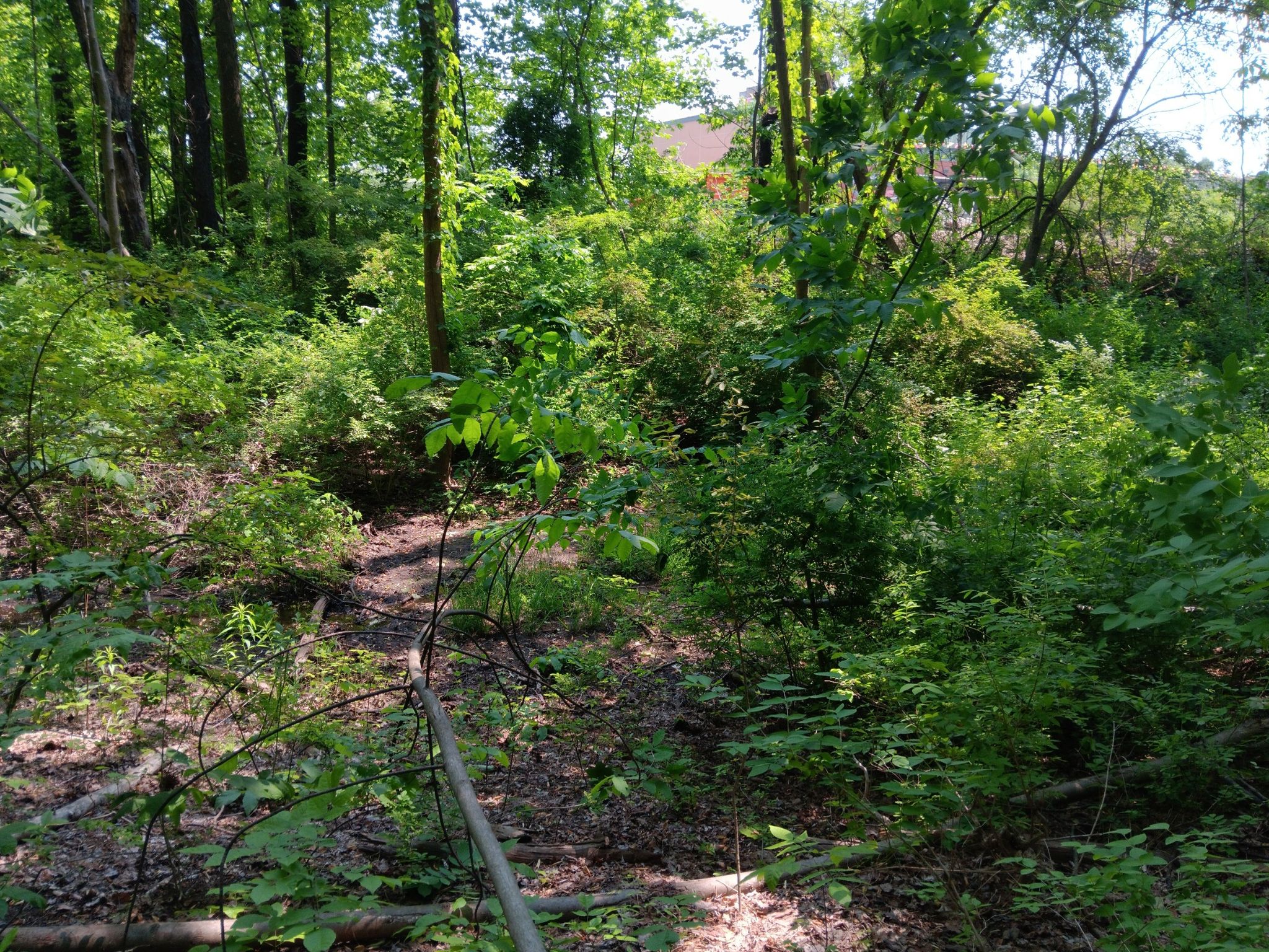 Dense green forest with sunlight filtering through, fallen branches on the ground. - Scott Park Loop
