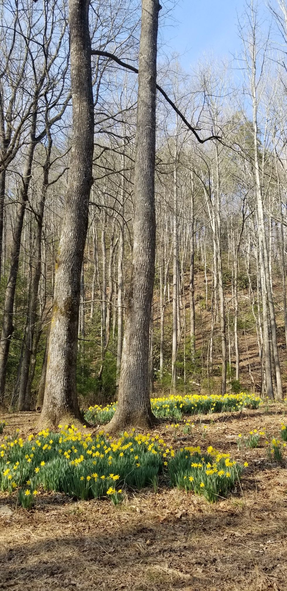 Two large trees stand among a forest floor covered in bright yellow daffodils. - Linville Gorge Trail & Pinch In Trail loop