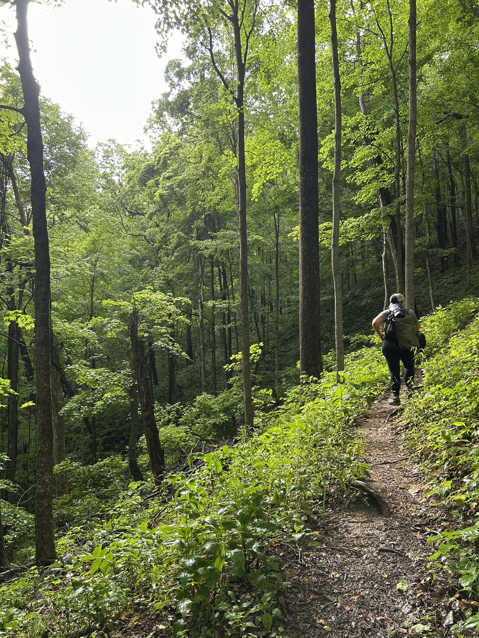 A person hikes a winding dirt path through a lush green forest. - Bird Mountain Loop