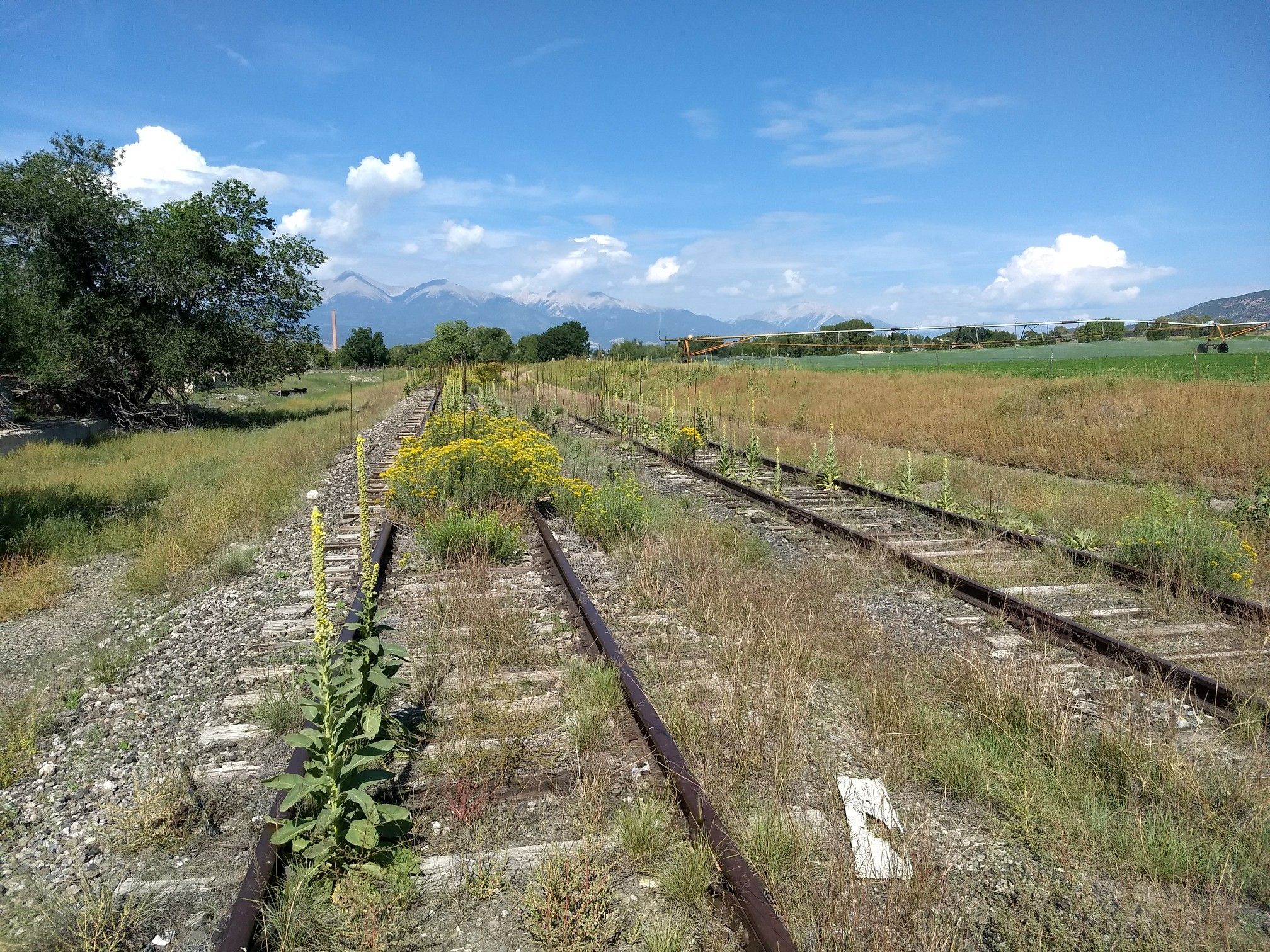 Overgrown train tracks run through a grassy field towards distant mountains under a bright sky. - Railroad trail, Hillside Dr – Salida River Trail loop from Salida