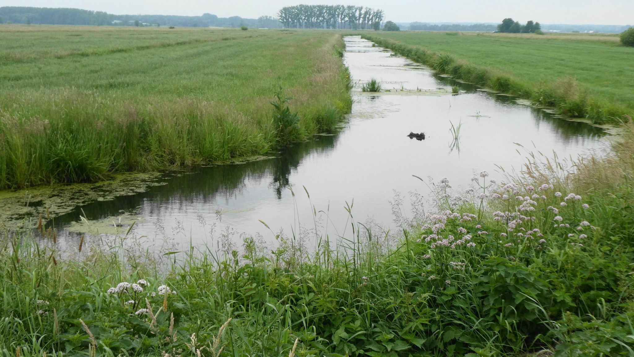 der Ströhgraben