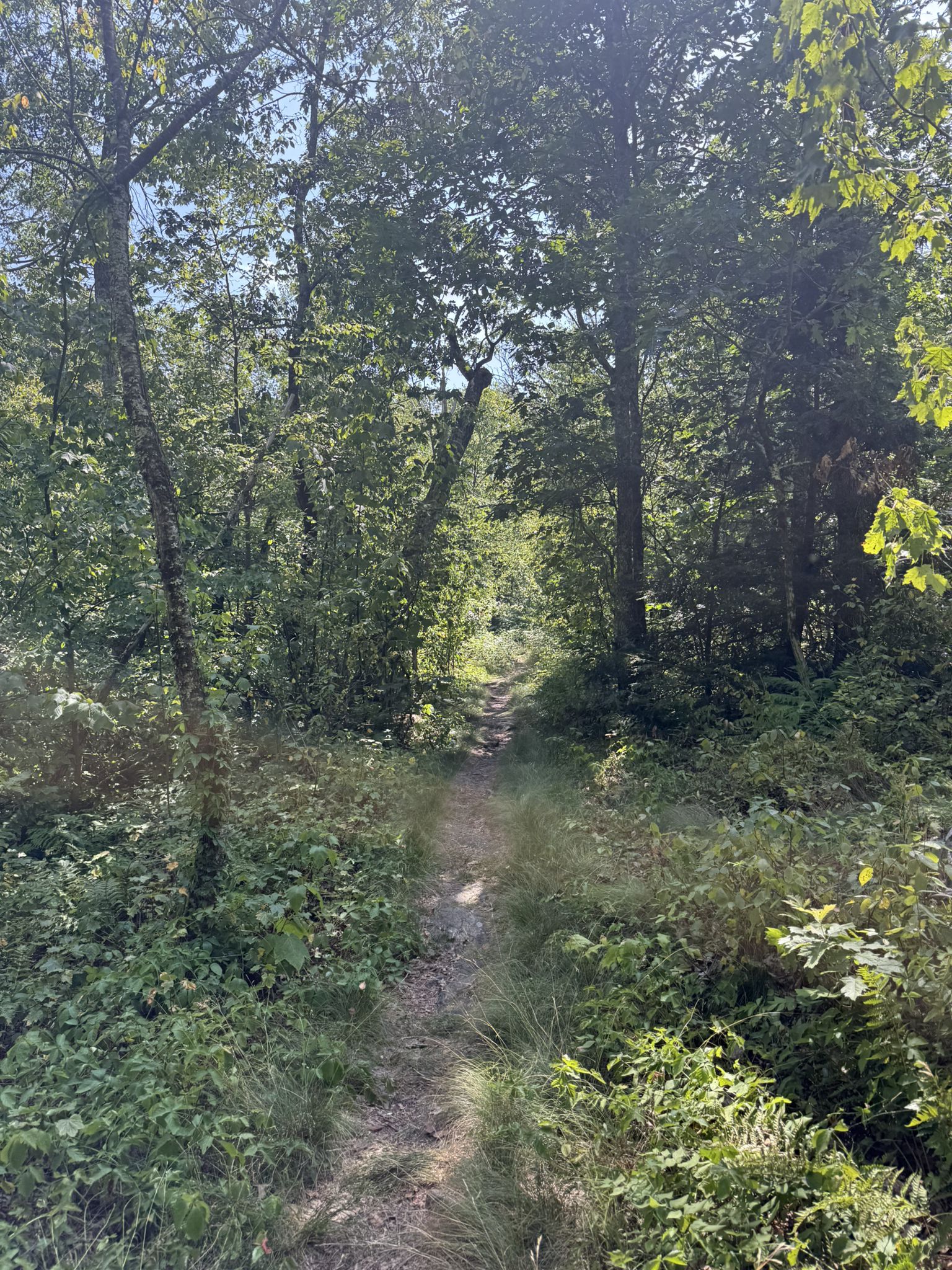 Overgrown dirt path leading into a bright, dense forest with thick foliage. - Monks Pond loop from Yokun South Ridge Reserve