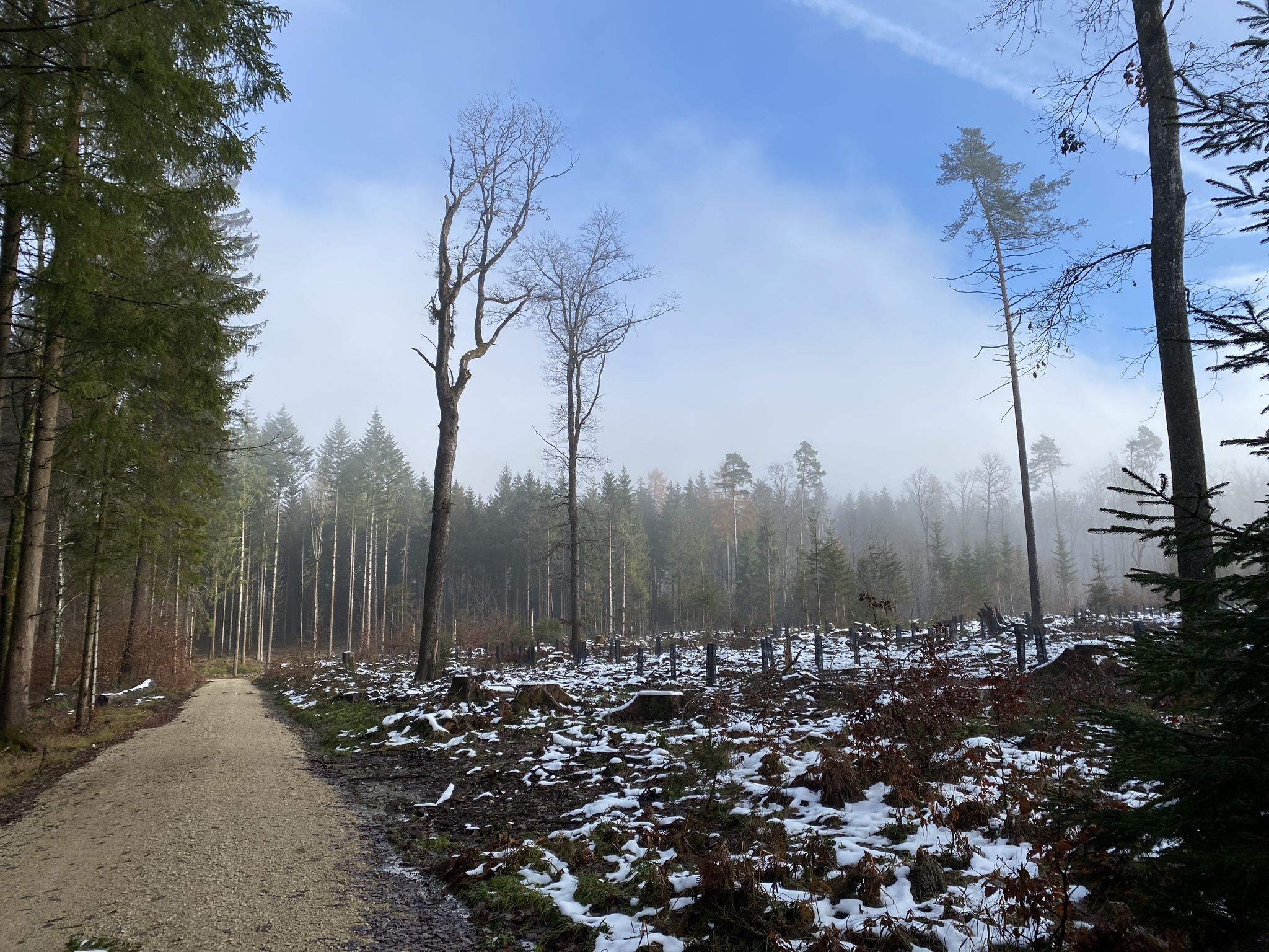 die Sonne kommt heraus aus dem Nebel