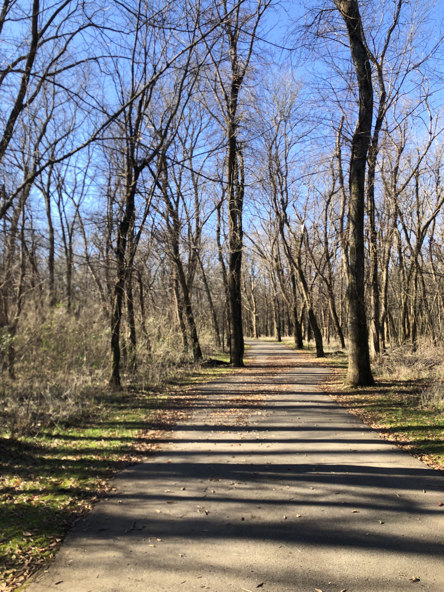 Paved path through a forest of tall, bare trees on a sunny day. - Music City Bikeway