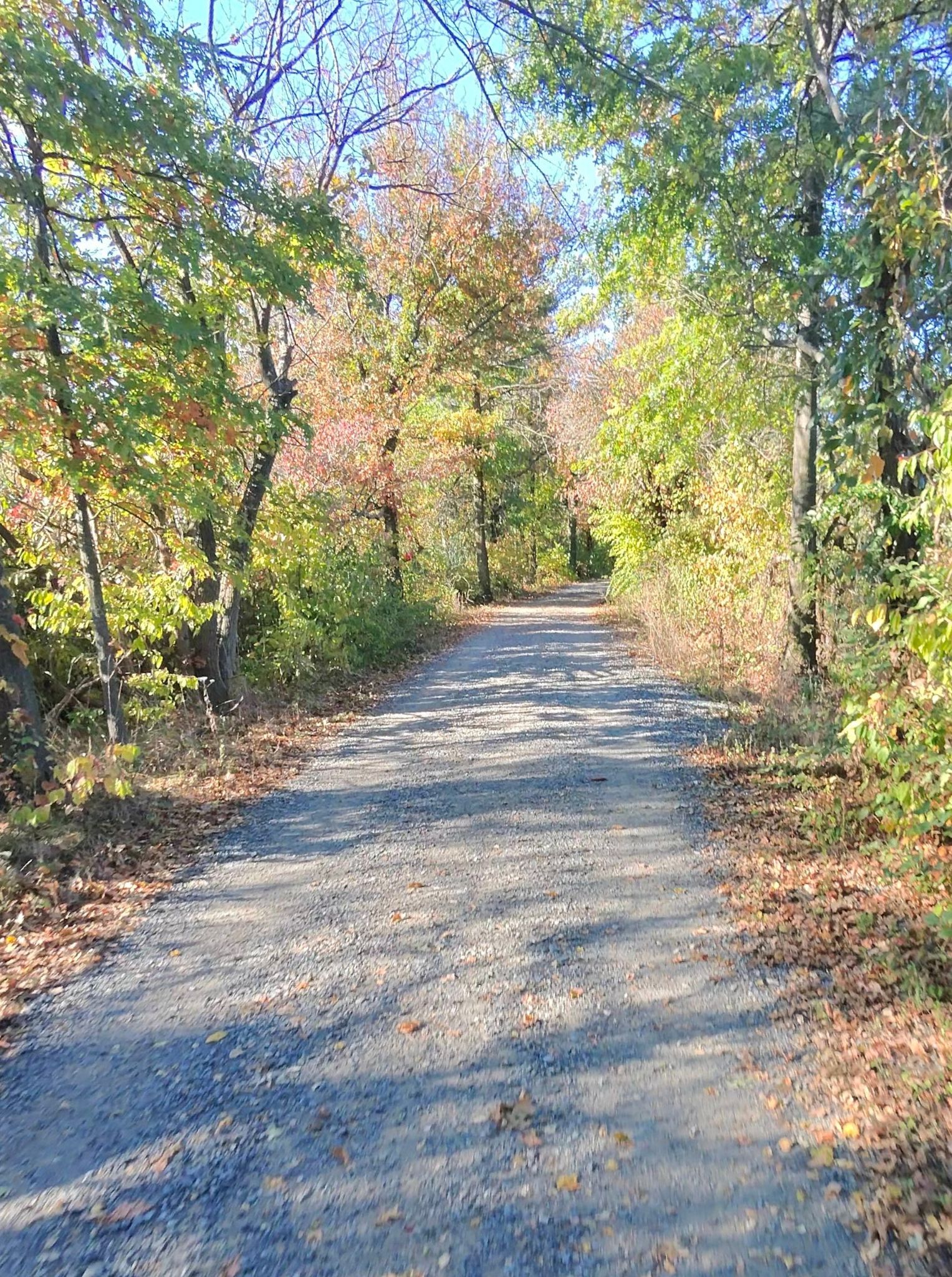 A gravel path winds through a forest with colorful autumn trees. - Tinicum Park loop from Morton