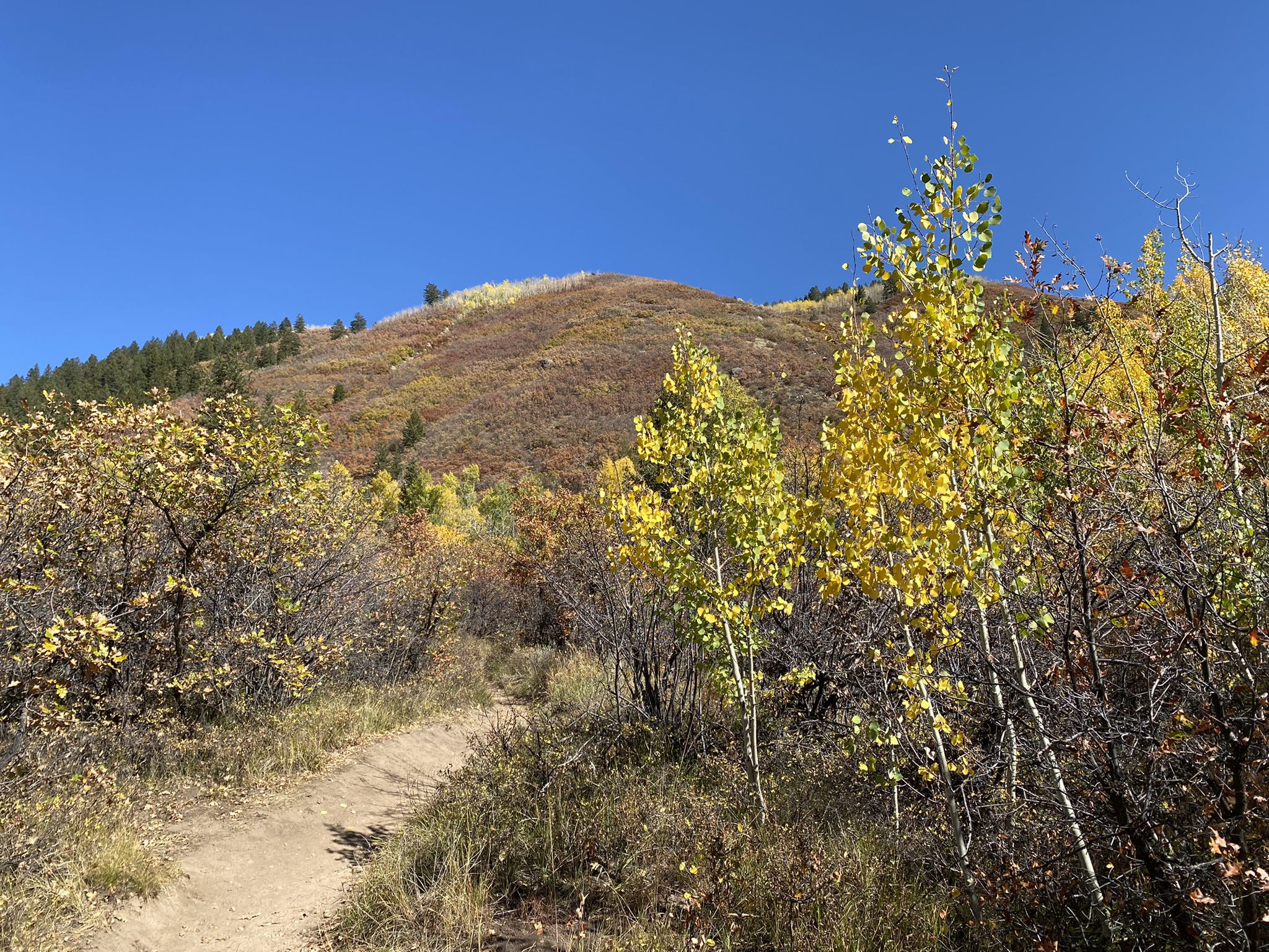 Dirt trail winding up a sunny hill with bright yellow autumn trees. - Lower Hunter Creek Trail