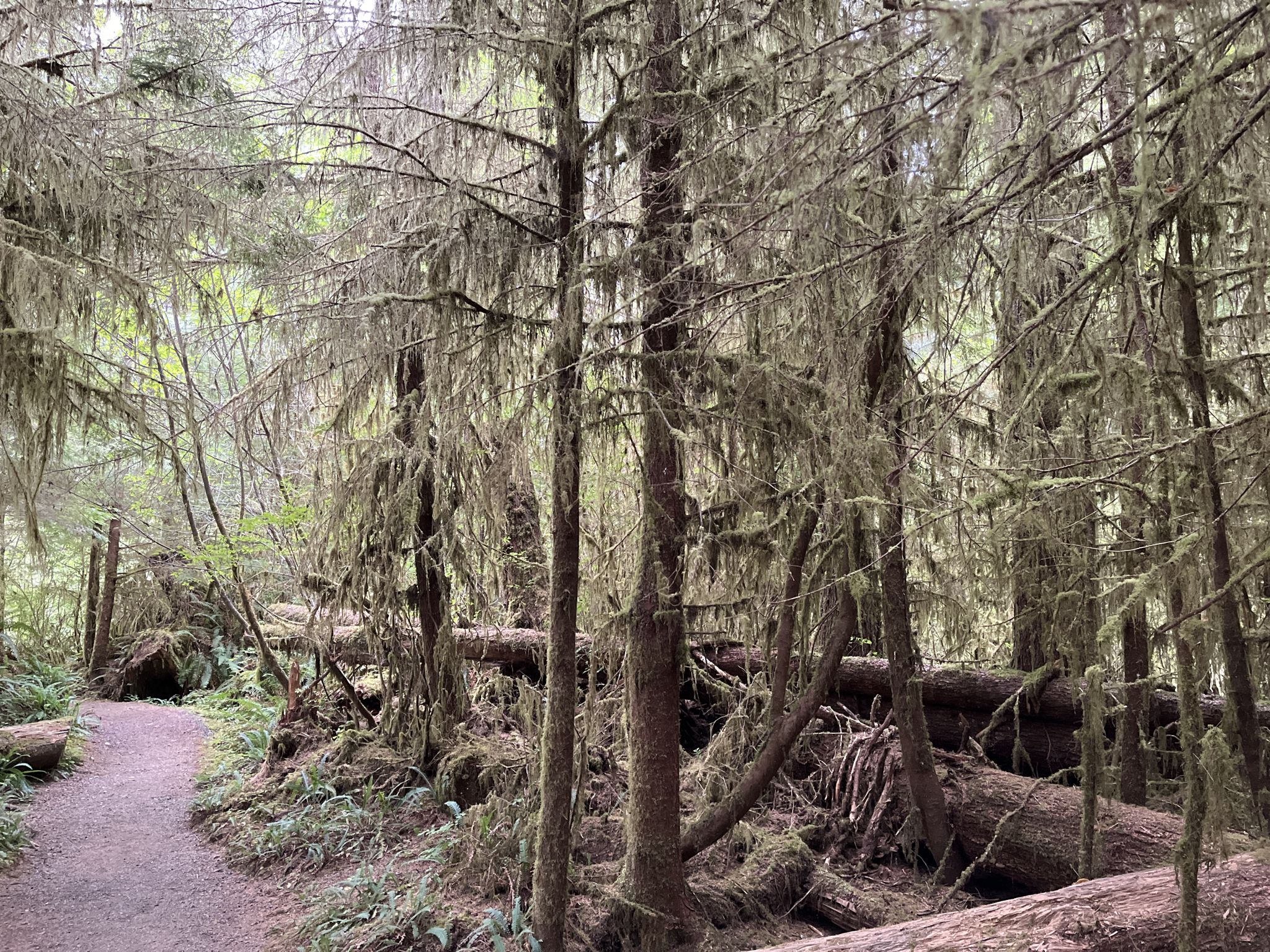 A dirt path through a forest filled with moss-covered trees and fallen logs. - Lake Quinault loop from Quinault