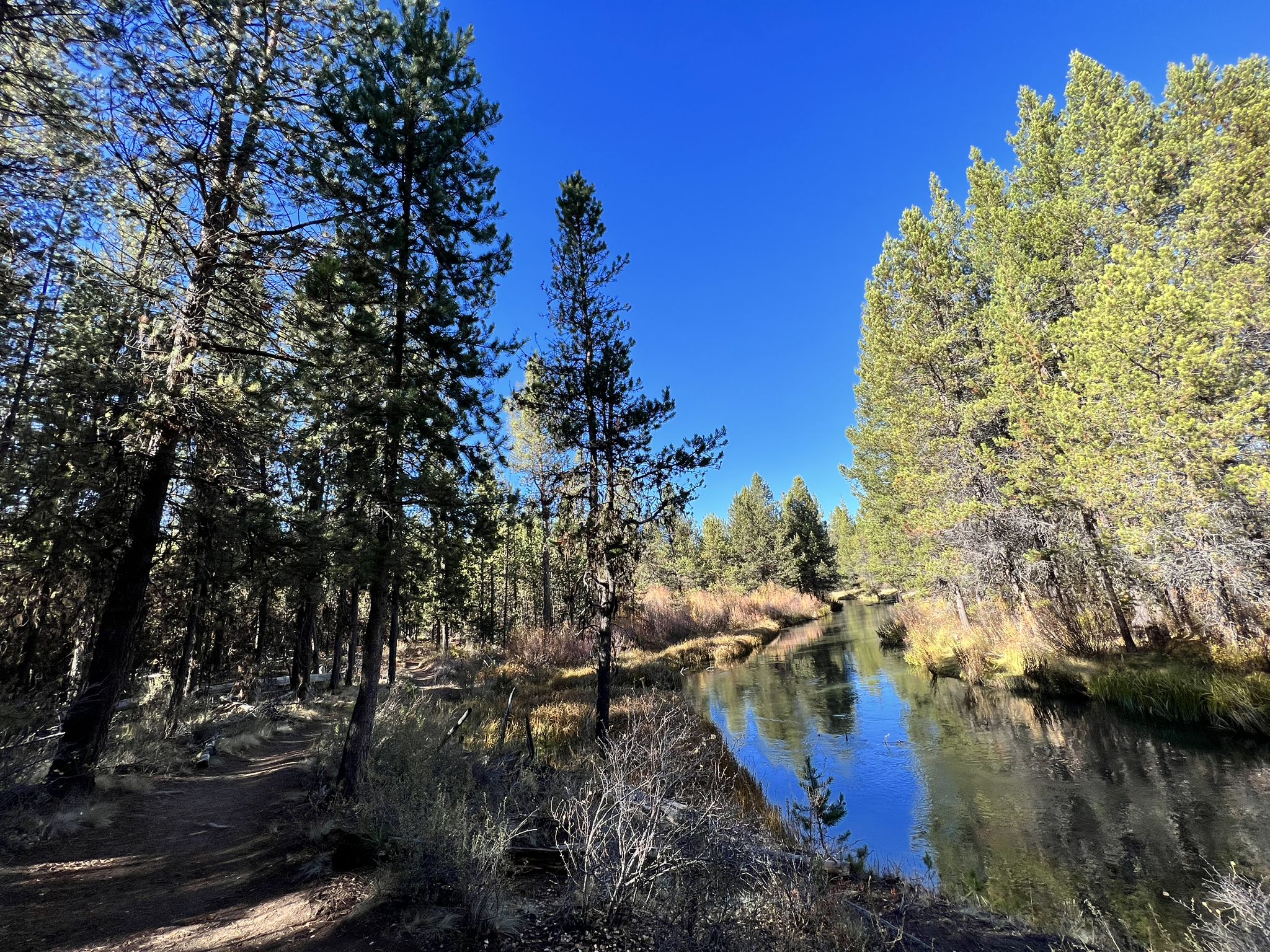 Sunny forest path beside a calm river with tall pine trees. - La Pine State Park loop from La Pine State Park
