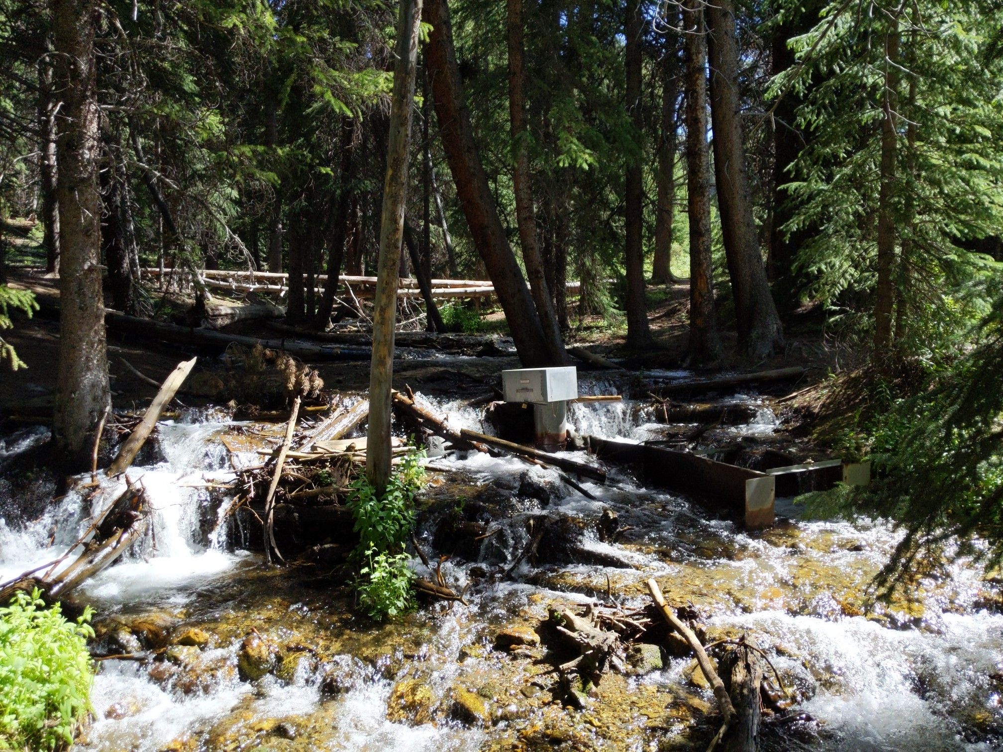 A rushing stream flows through a dense, sunlit forest with fallen logs. - Burro Trail