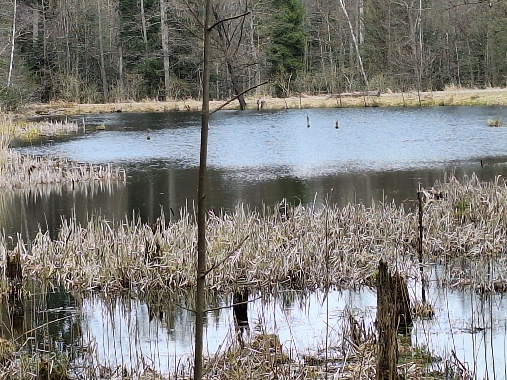Moorteich im Rotter Forst
