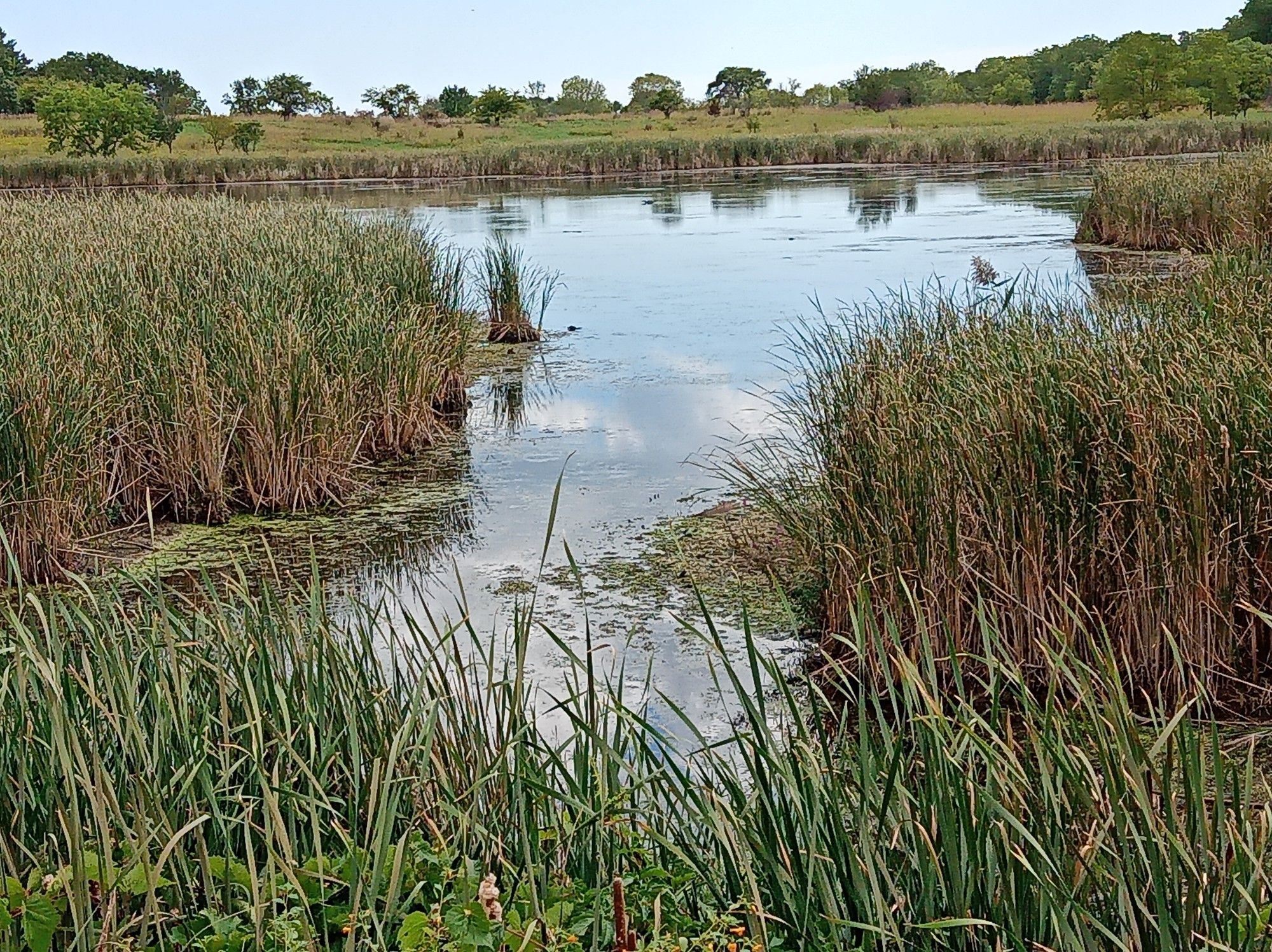 Wetland scene with tall green reeds surrounding still water under a bright sky. - Third Lake – Millennium Trail loop from Millburn