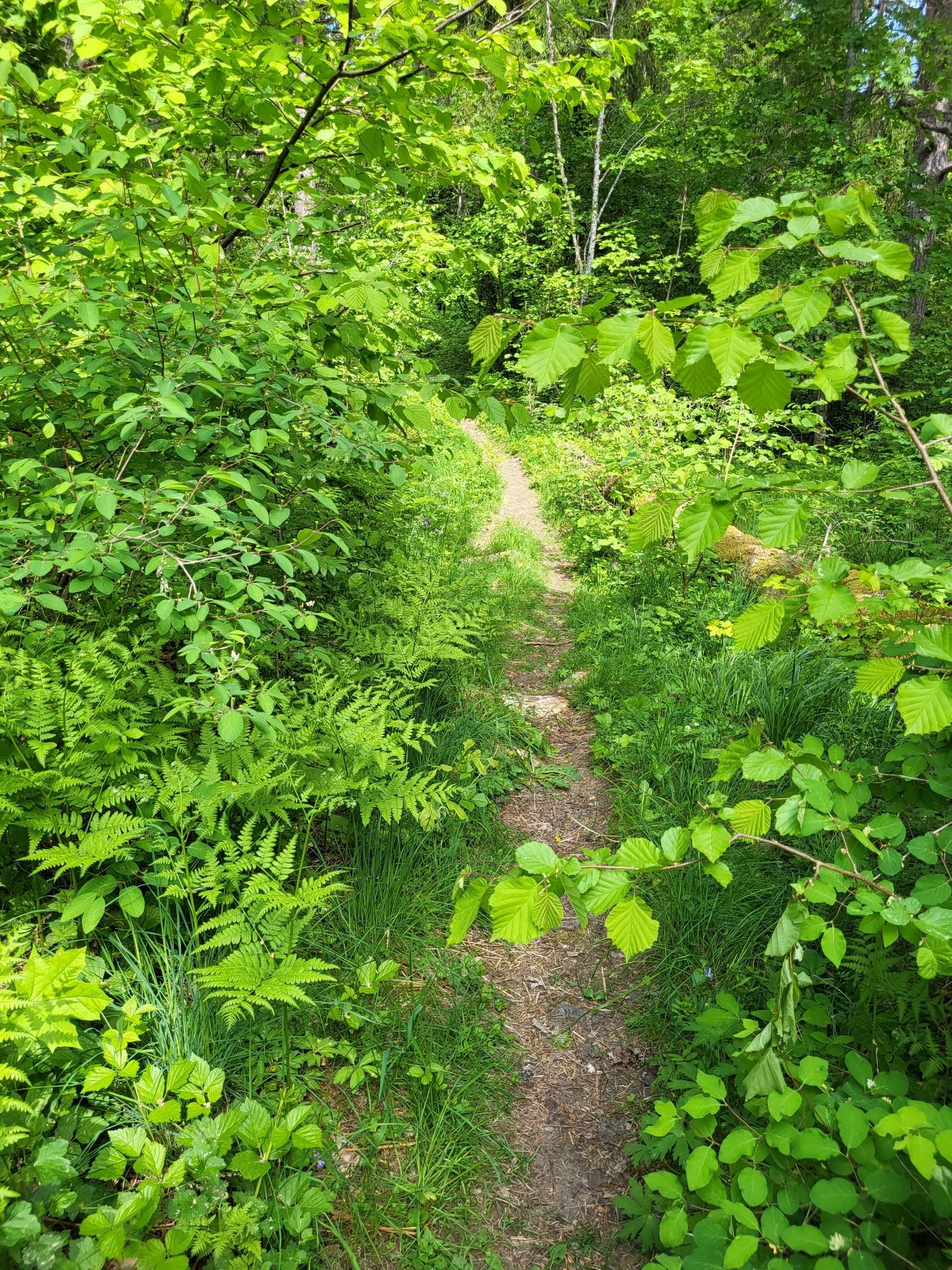 Forest path