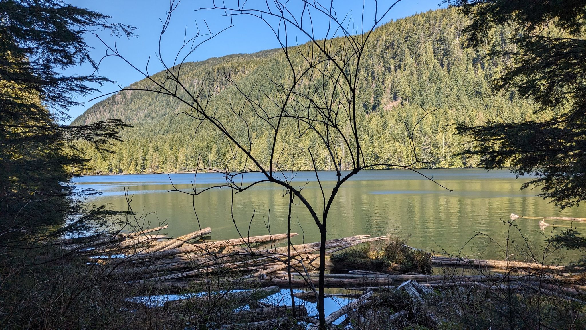 Sunny lake with forested mountains and many logs in the foreground. - Wallace Lake via Greg Ball Trail