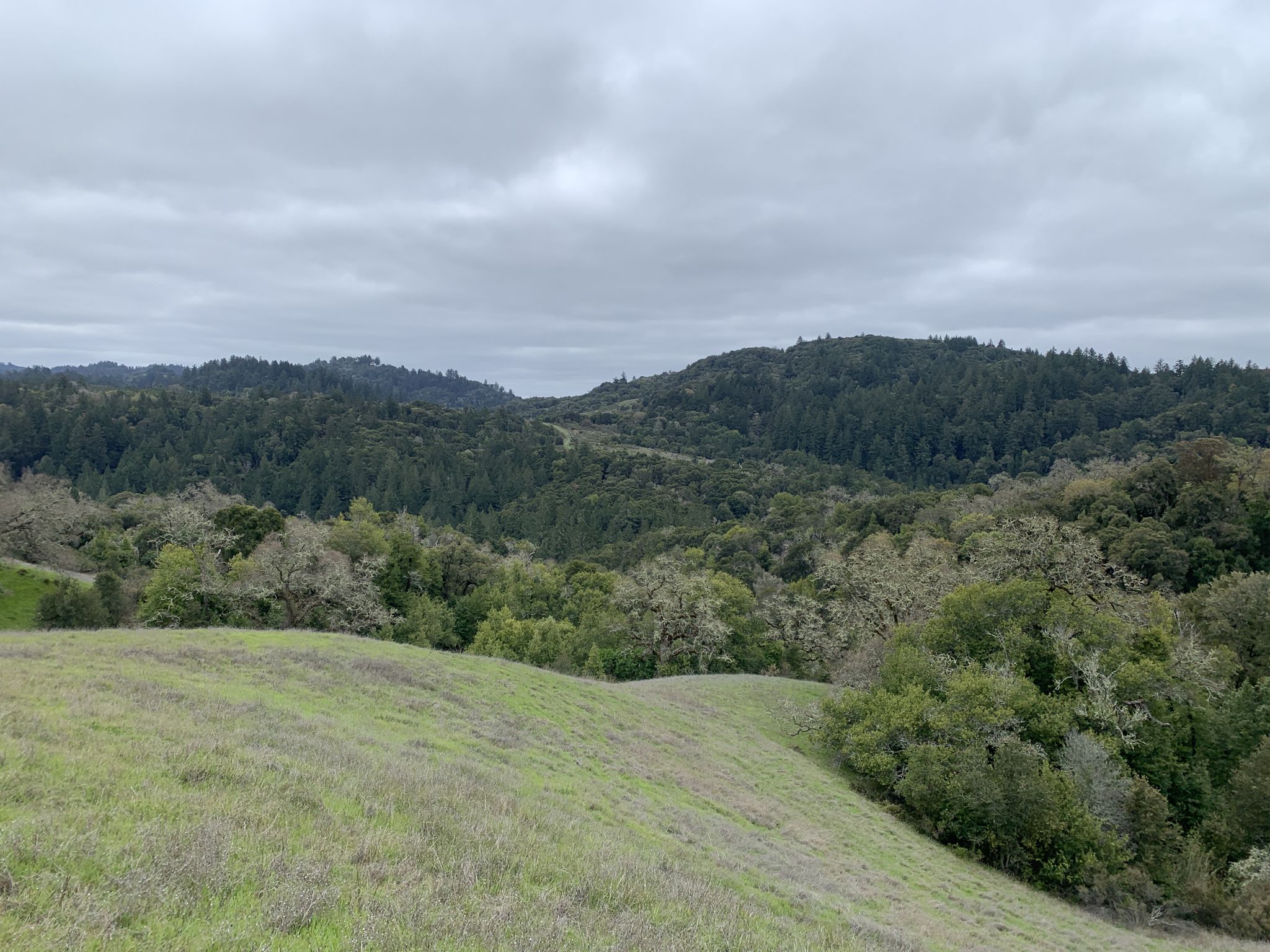 Rolling green hills and dense forests under a cloudy, grey sky. - White Oak Trail – Stevens Creek Nature Trail loop from Los Trancos Open Space Preserve