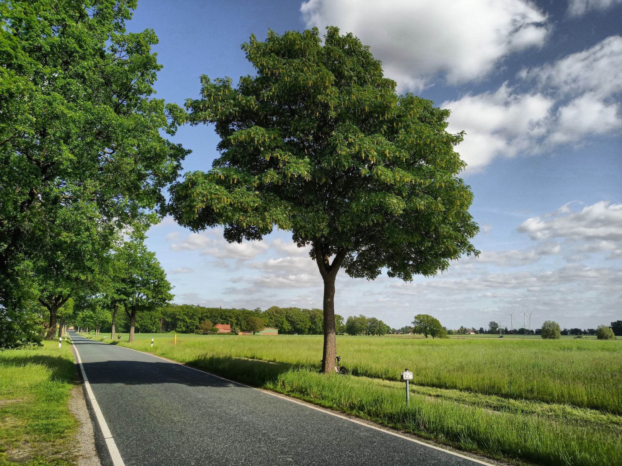 Schöne Allee mit Fahrradweg