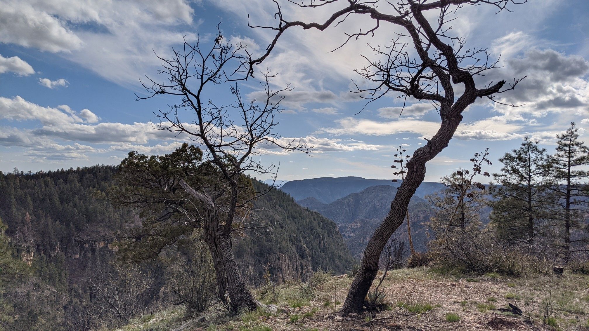 Two gnarled, bare trees frame a forested mountain valley under a partly cloudy sky. - Secret Mountain Trail