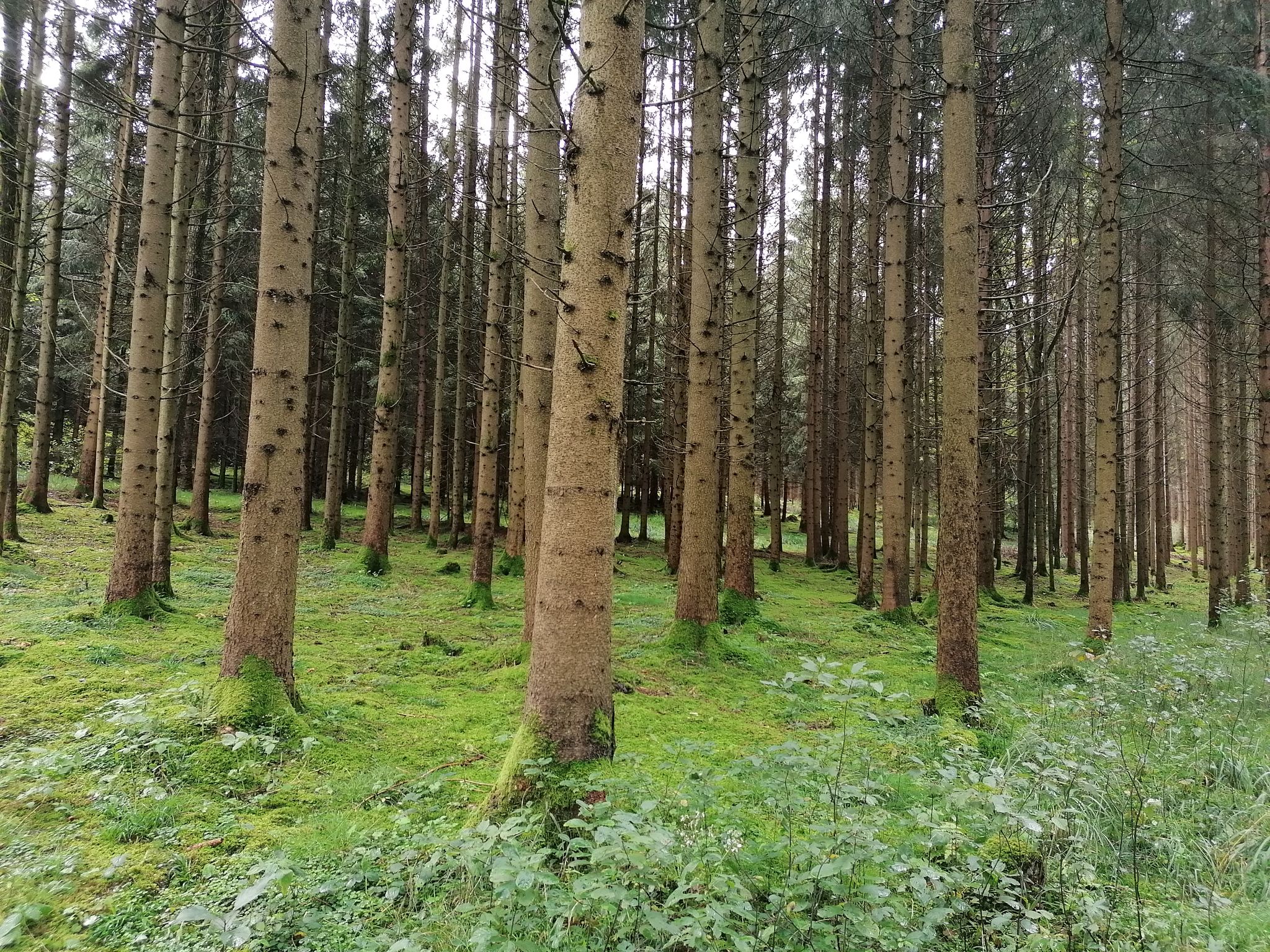 Salaberger Wald