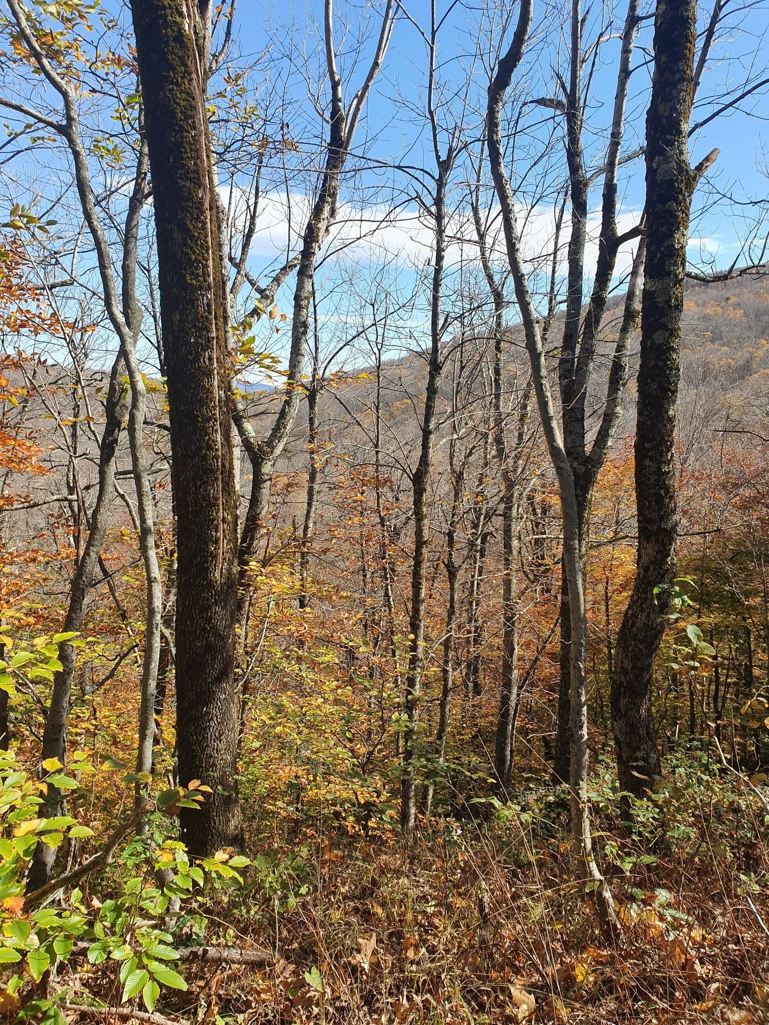 Sunny autumn forest with bare trees and some yellow foliage, distant hills. - The Long Trail