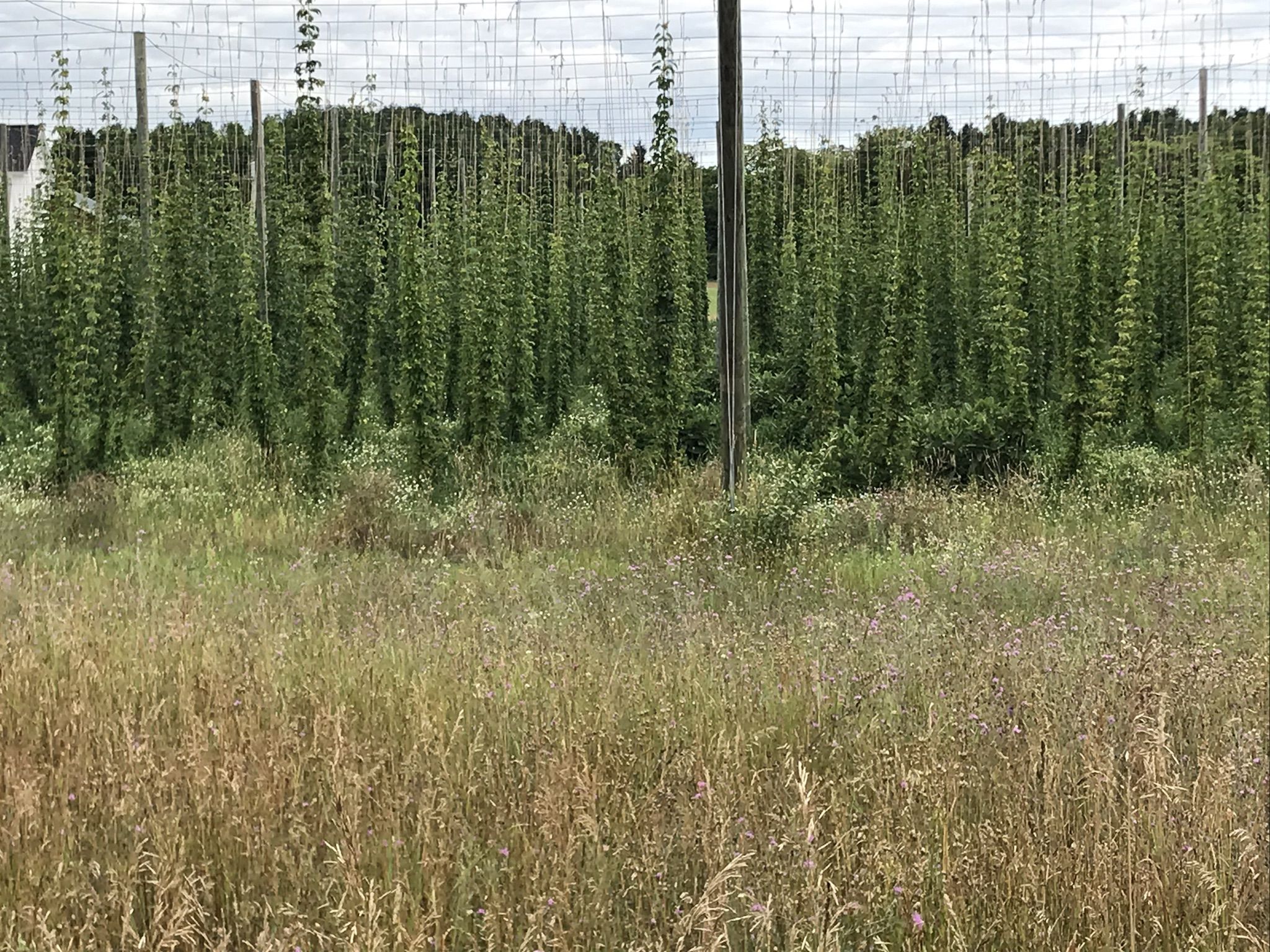 Rows of tall green plants in a field under an overcast sky. - Suttons Bay Waterfront loop from 1015