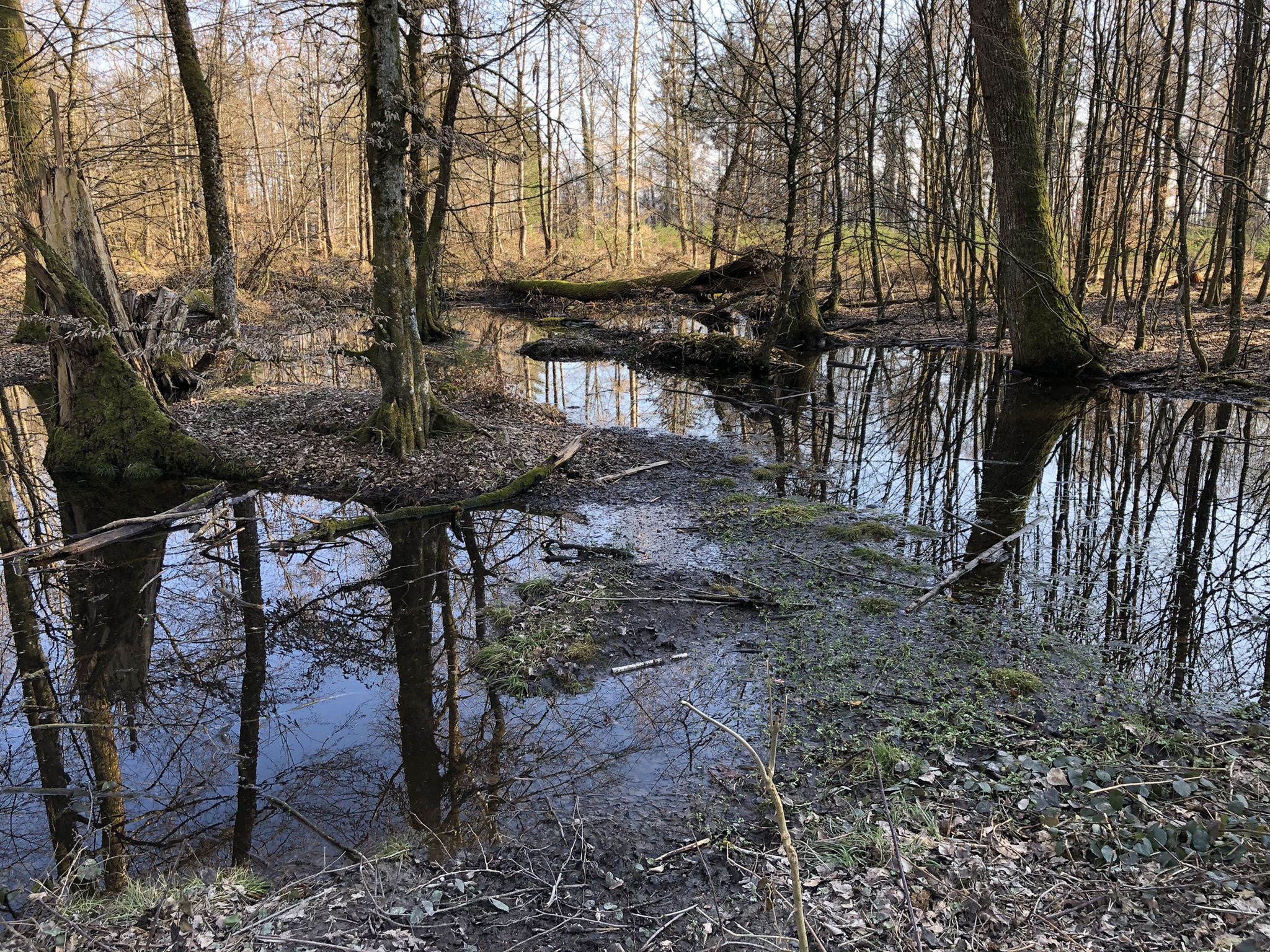 Biotop für Frösche, Kröten, Unken, Salamander & Molche
