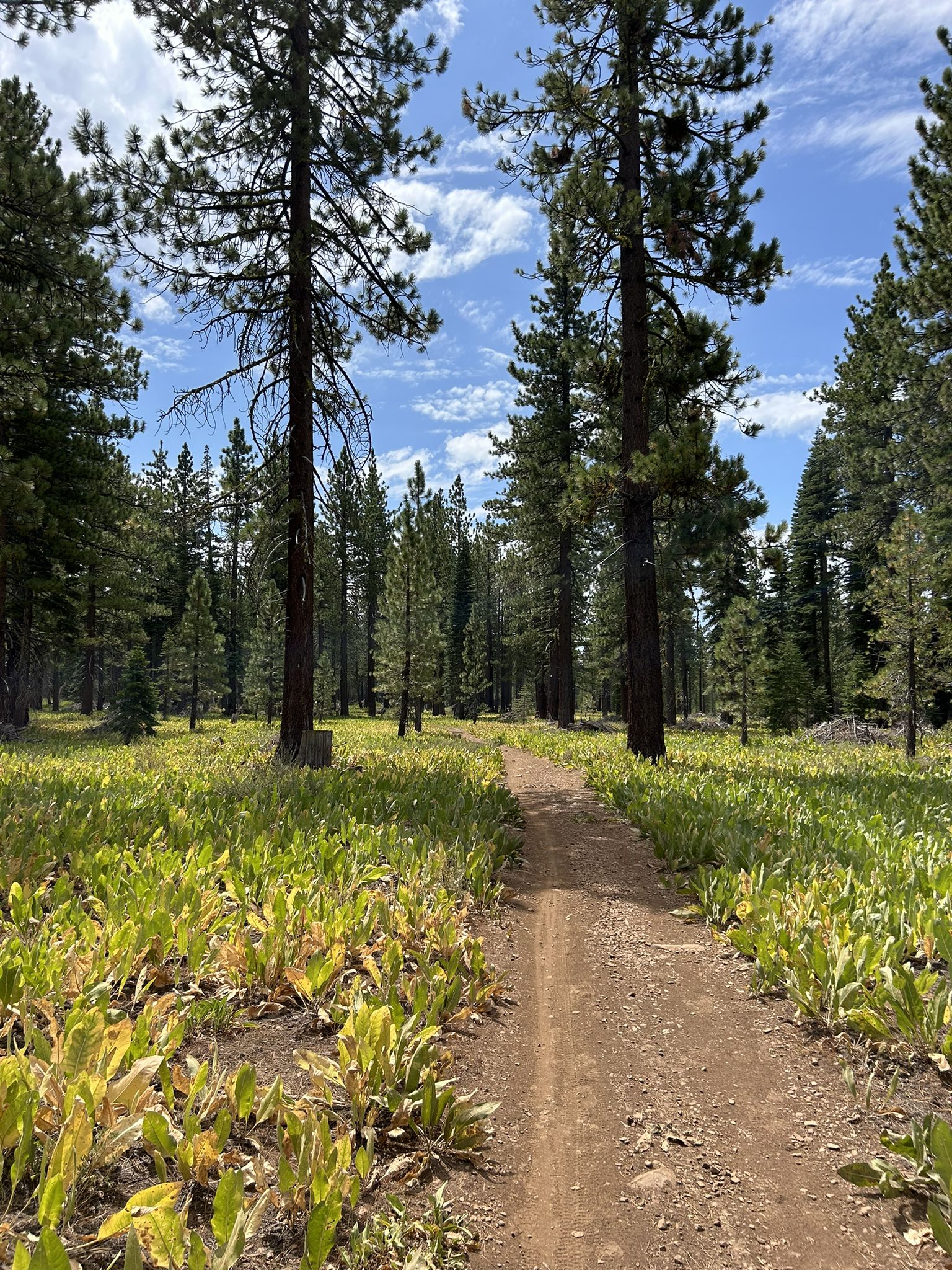 A sunny dirt path winds through a forest with tall pines and green undergrowth. - Tahoe Rim Trail via Whoop-dee-doo loop