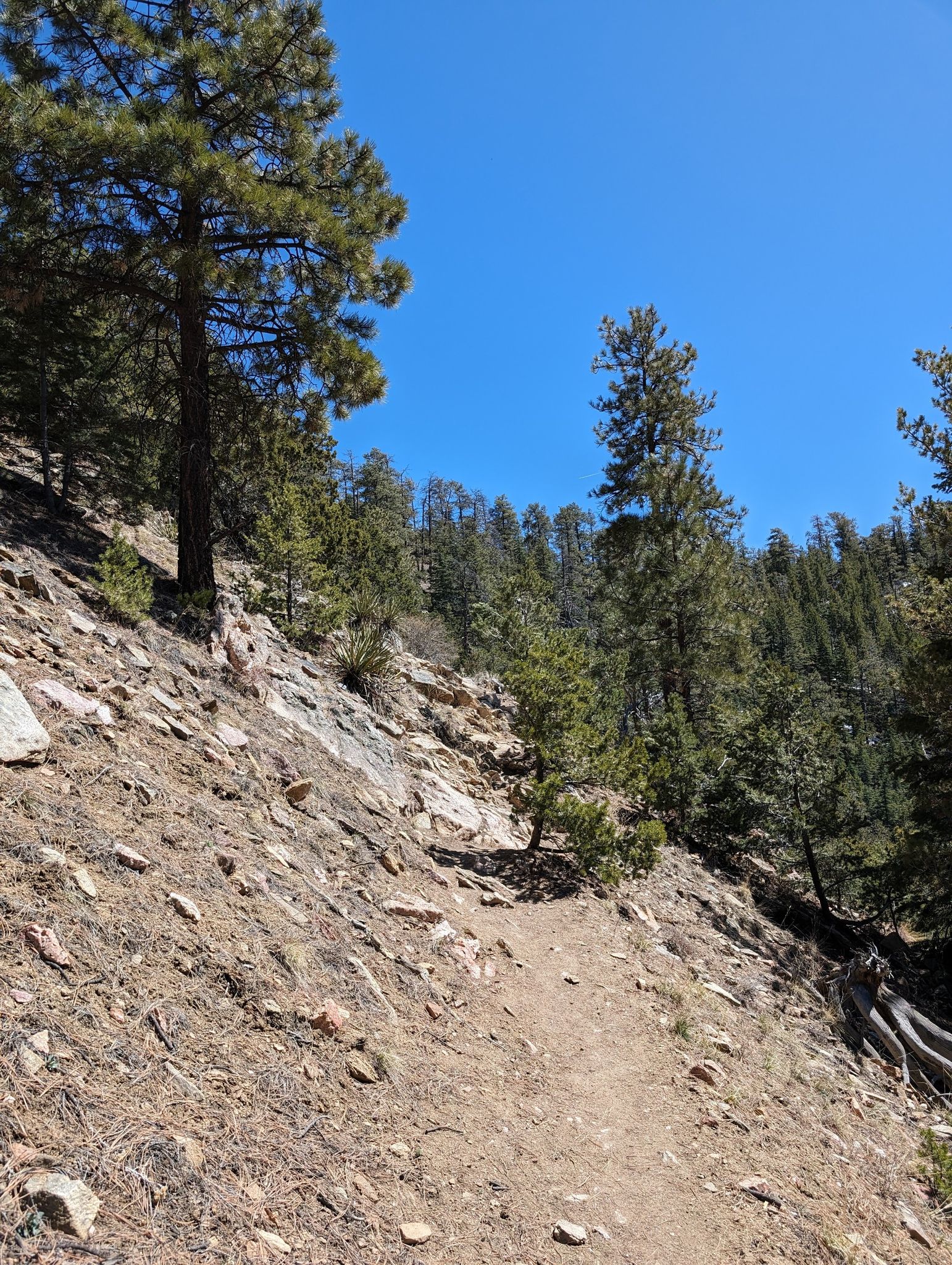 A dirt trail ascends a rocky, pine-covered hillside under a clear blue sky. - Atalaya Mountain