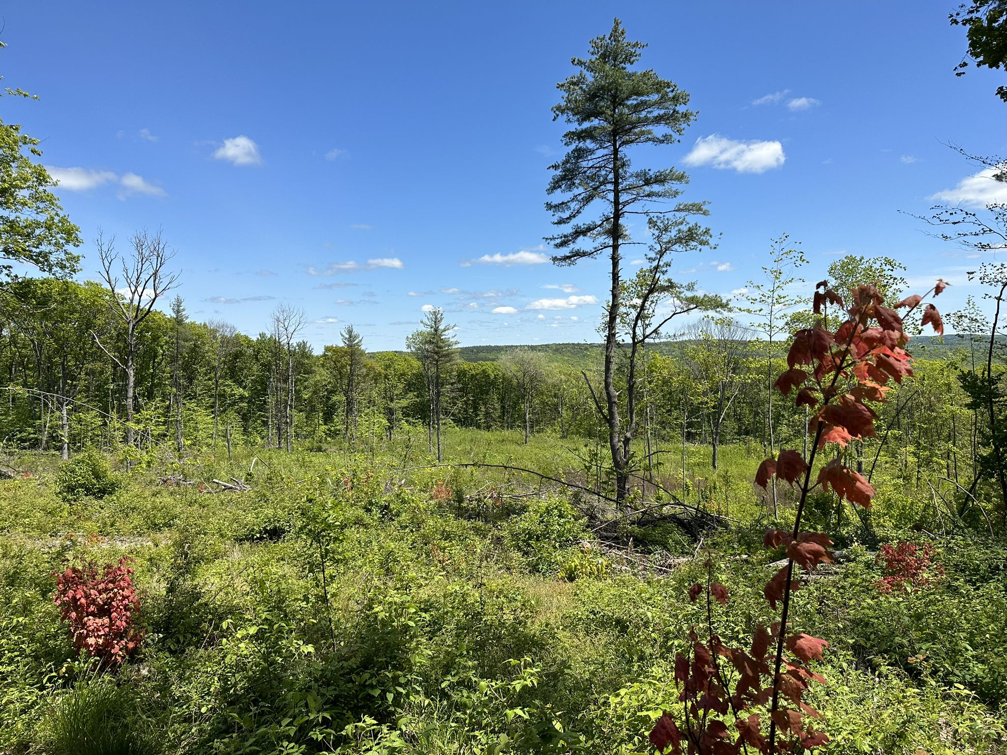 Sunny open field with green bushes, tall trees, and a blue sky. - Finger Lakes Trail: Connecticut Hill Loop