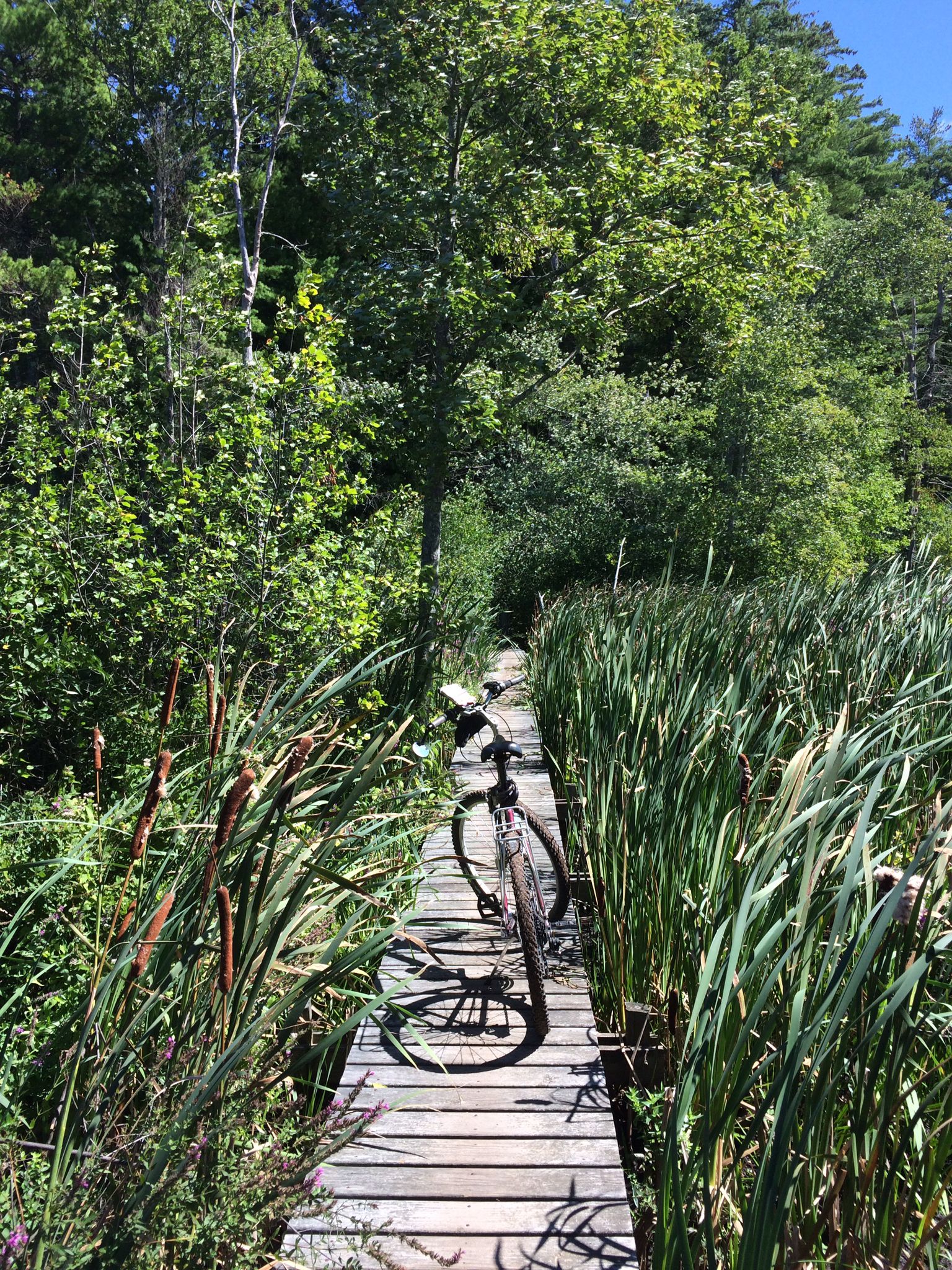 Bicycle parked on a sunny wooden boardwalk through tall green reeds. - Historic Downtown Ipswich – Georgetown Rowley State Forest loop from Ipswich