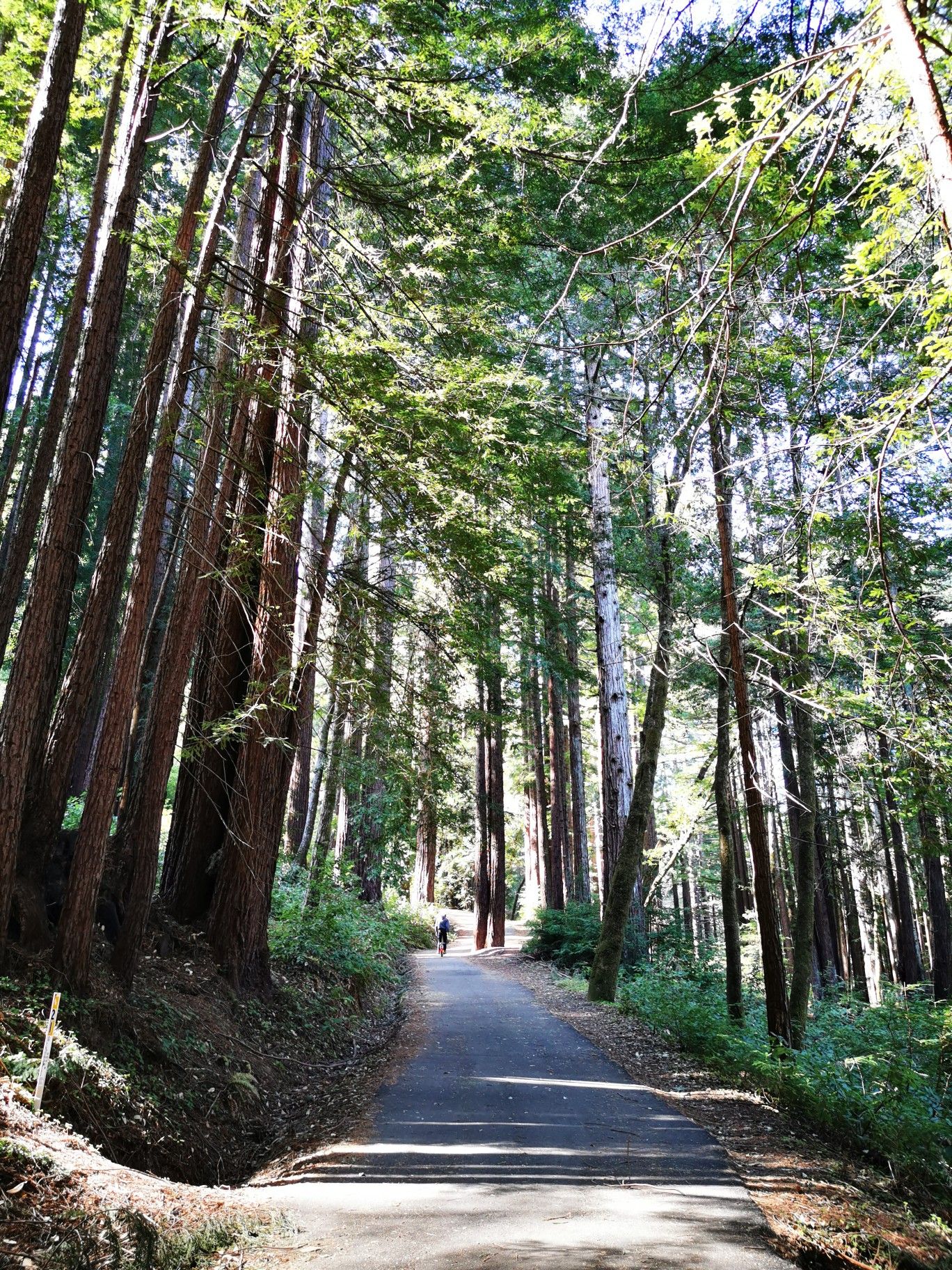 Paved path winding through a sunlit, tall redwood forest with a distant walker. - Cable Car Beach – Cathedral Redwoods loop from Felton Roaring Camp